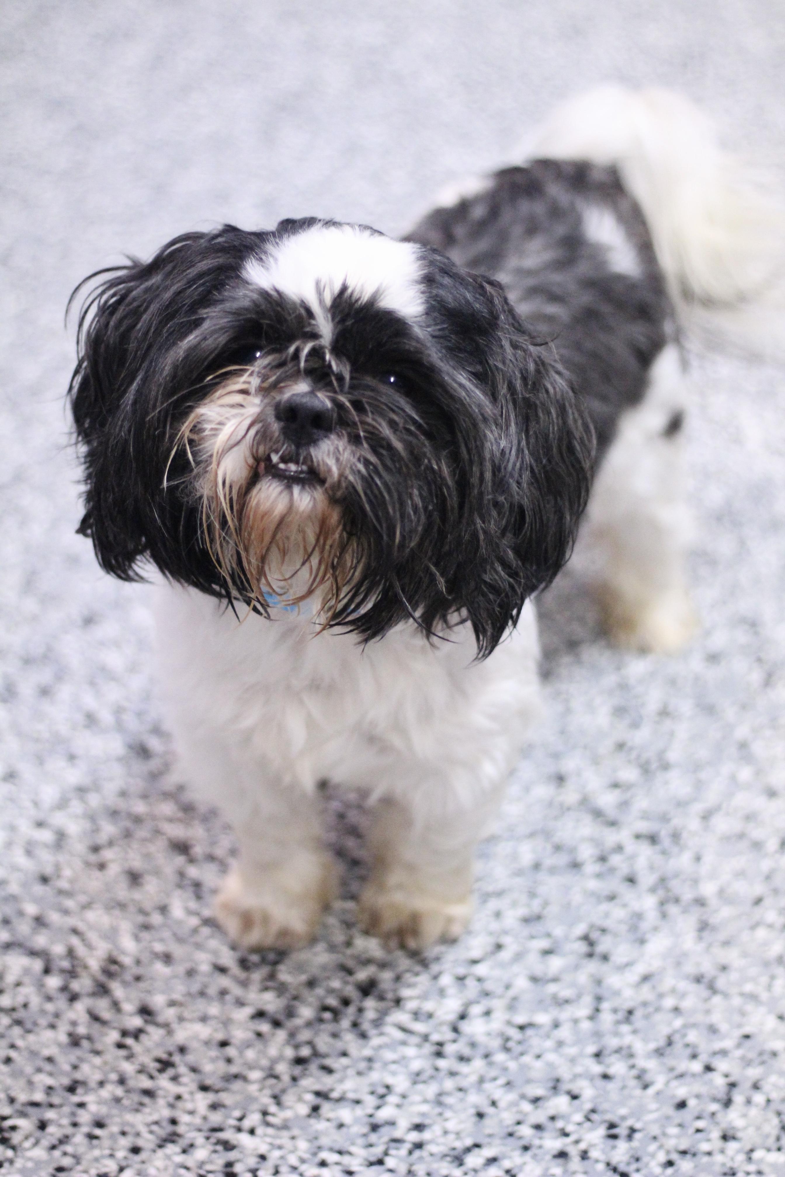 Enlarge Alfie in NH. Come Meet our Adoptable Dogs Wednesday-Saturday. More info in Bio, a Adoptable mixed breed in Manchester, NH image 5/6