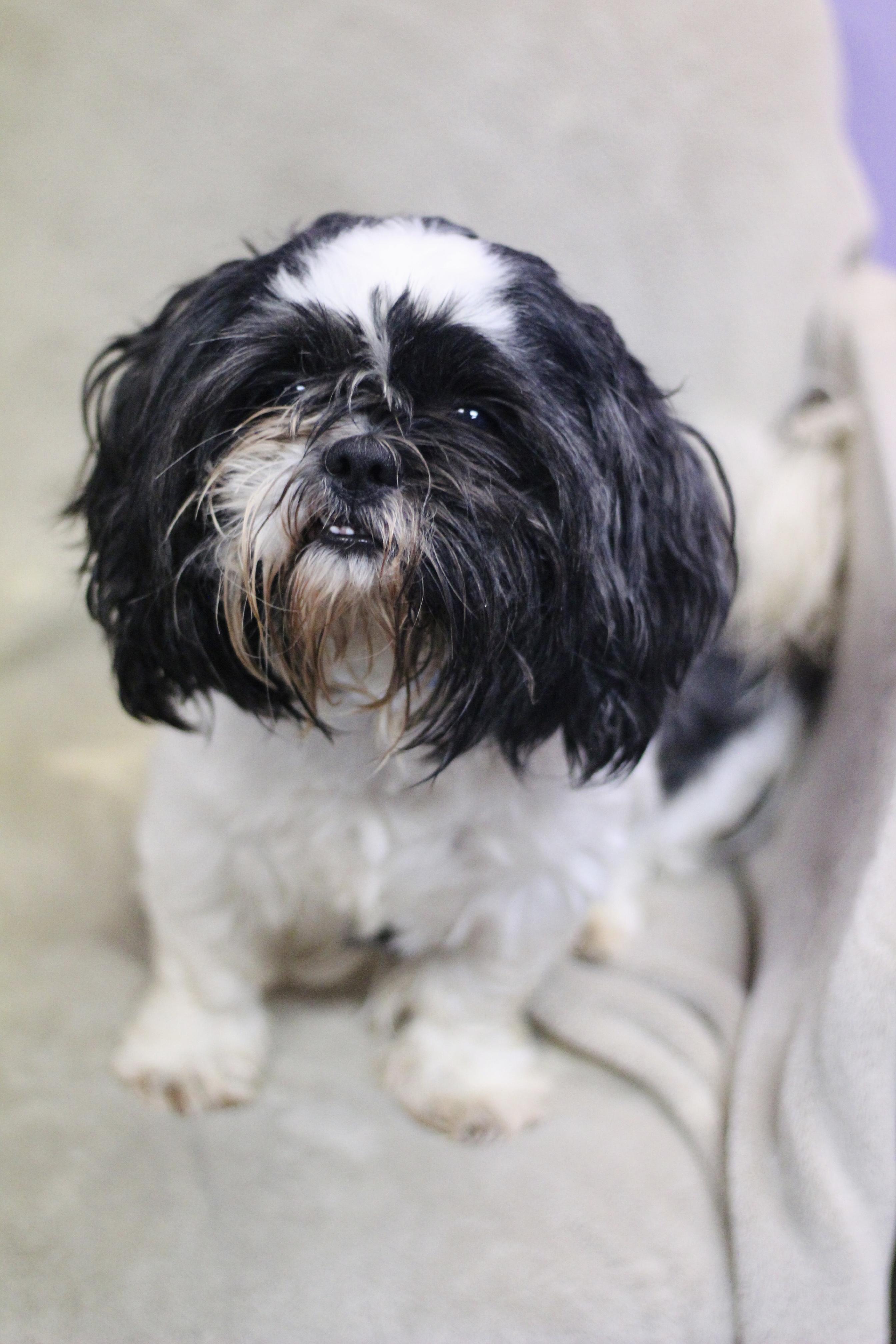Enlarge Alfie in NH. Come Meet our Adoptable Dogs Wednesday-Saturday. More info in Bio, a Adoptable mixed breed in Manchester, NH image 3/6