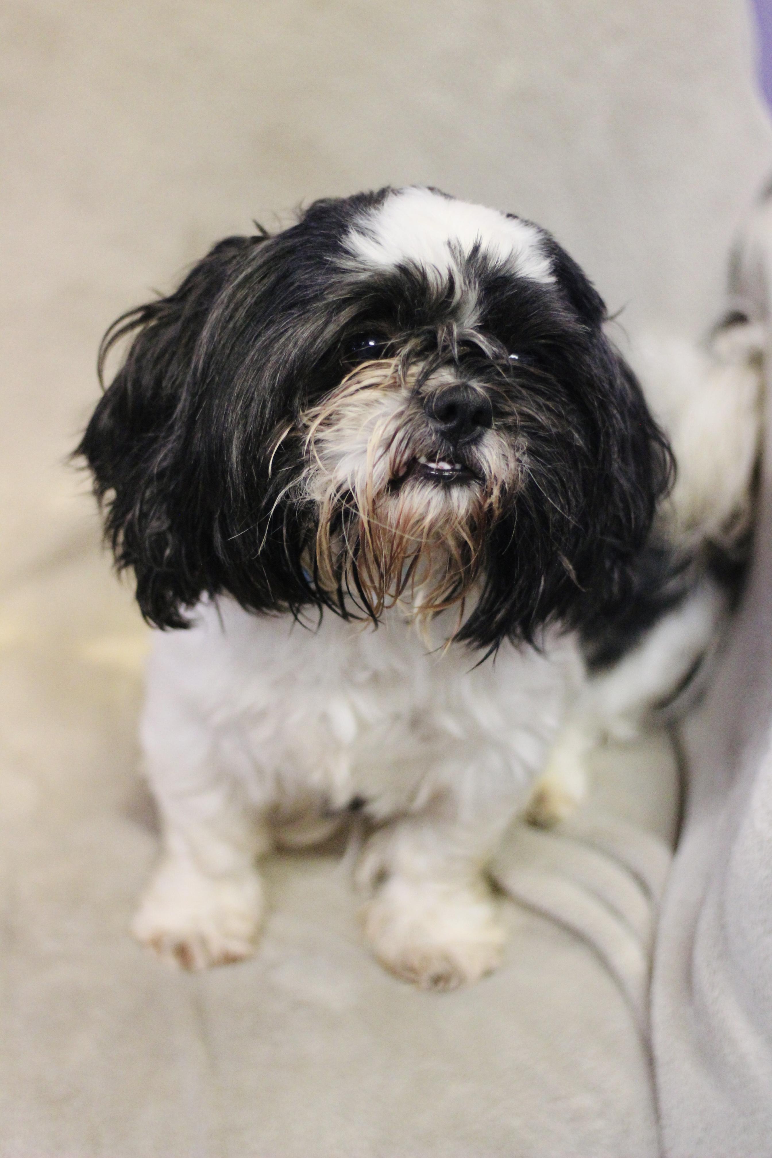Enlarge Alfie in NH. Come Meet our Adoptable Dogs Wednesday-Saturday. More info in Bio, a Adoptable mixed breed in Manchester, NH image 6/6