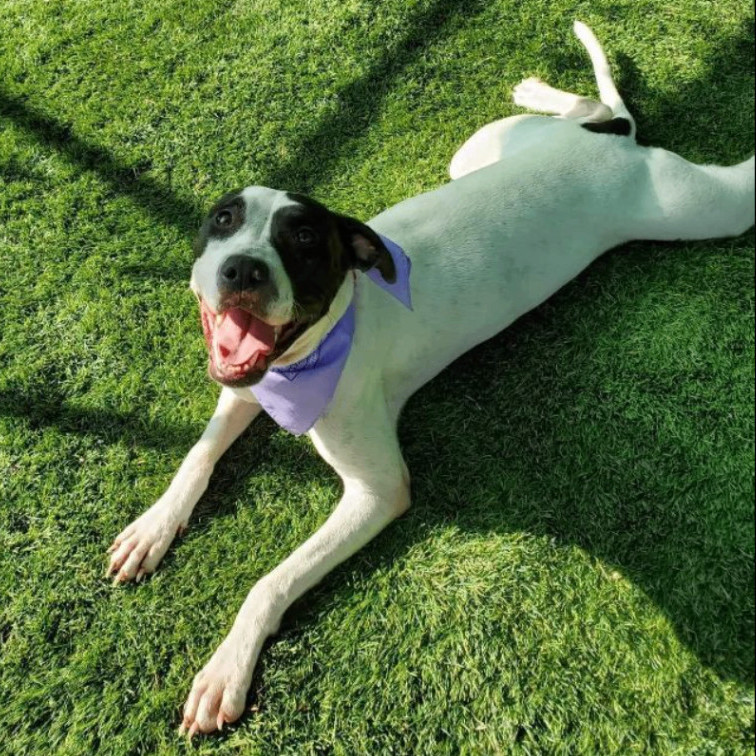 Baylin — thumbnail 4