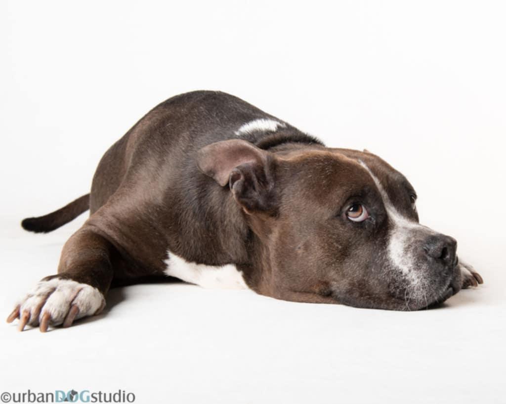 Jayda - F, Adoptable, Adult Female Pit Bull Terrier.