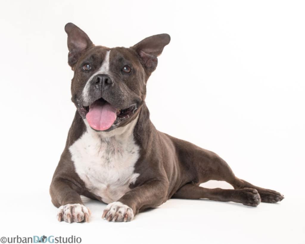 Jayda - F, a Adoptable Pit Bull Terrier in Tampa, FL image 2/3