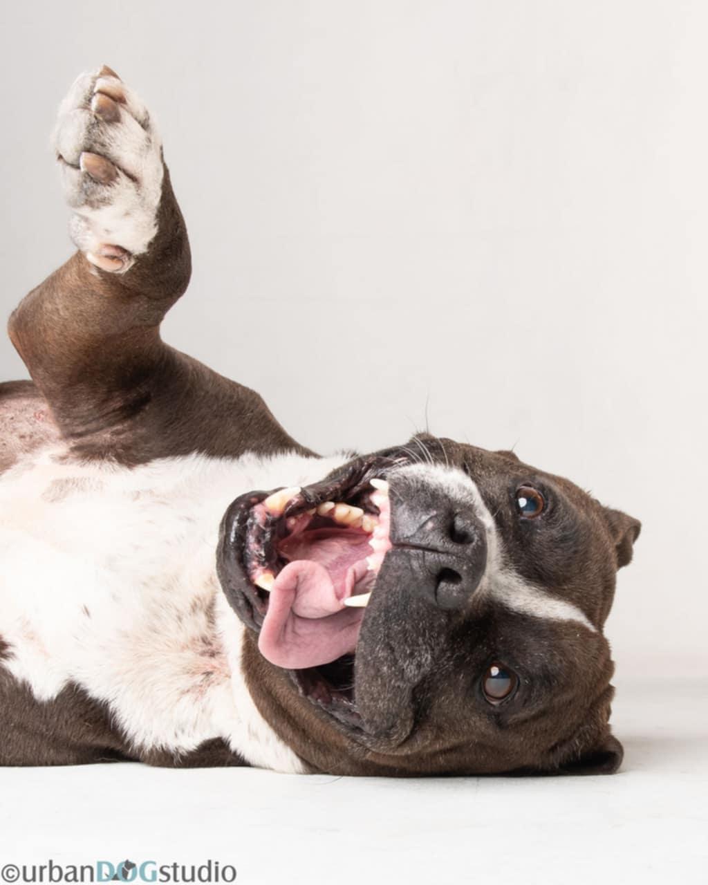 Jayda - F, a Adoptable Pit Bull Terrier in Tampa, FL image 3/3