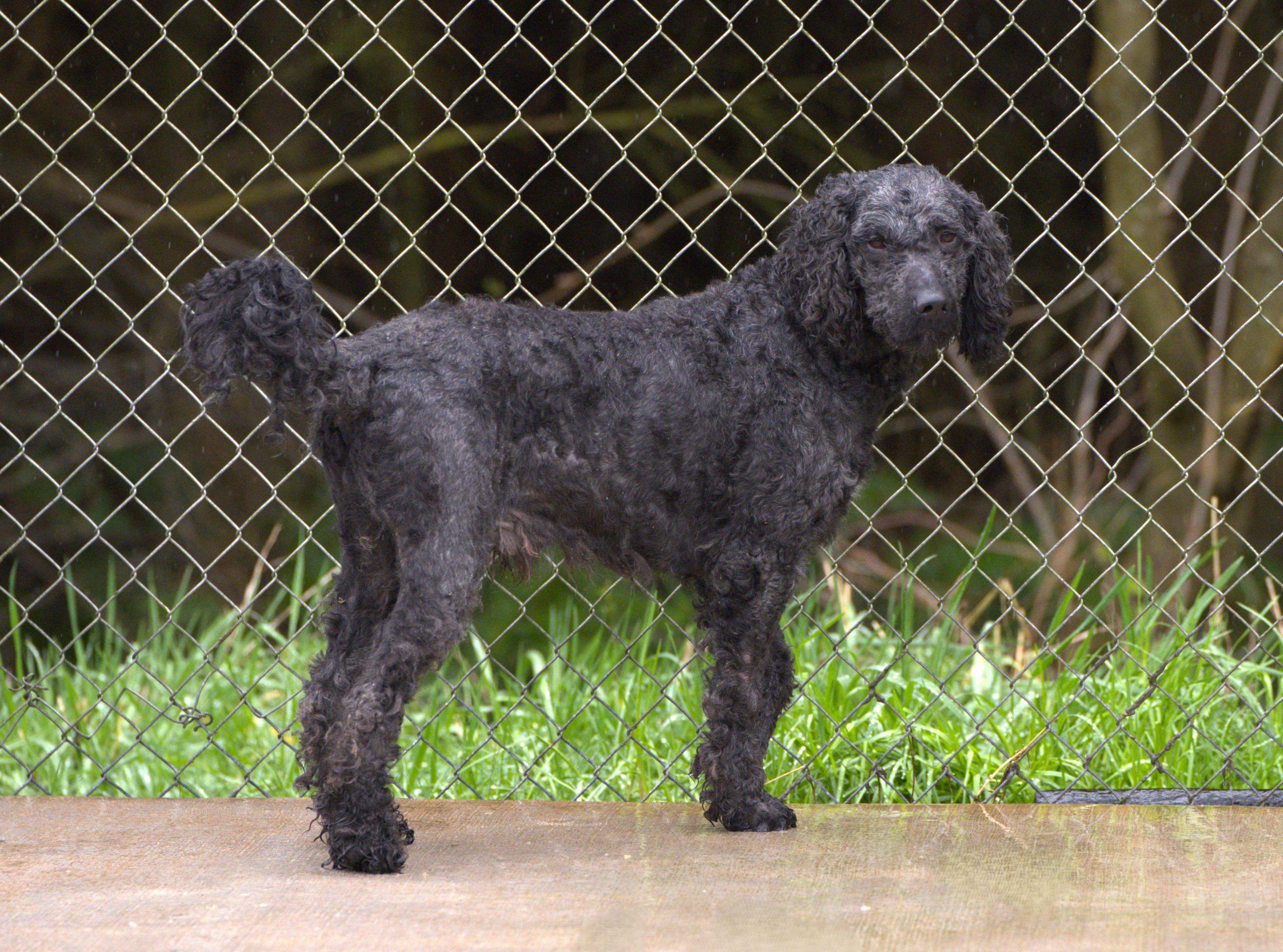 Enlarge Heart - Bonded Pair with Joey, a Adoptable Poodle in Hoquiam, WA image 2/6