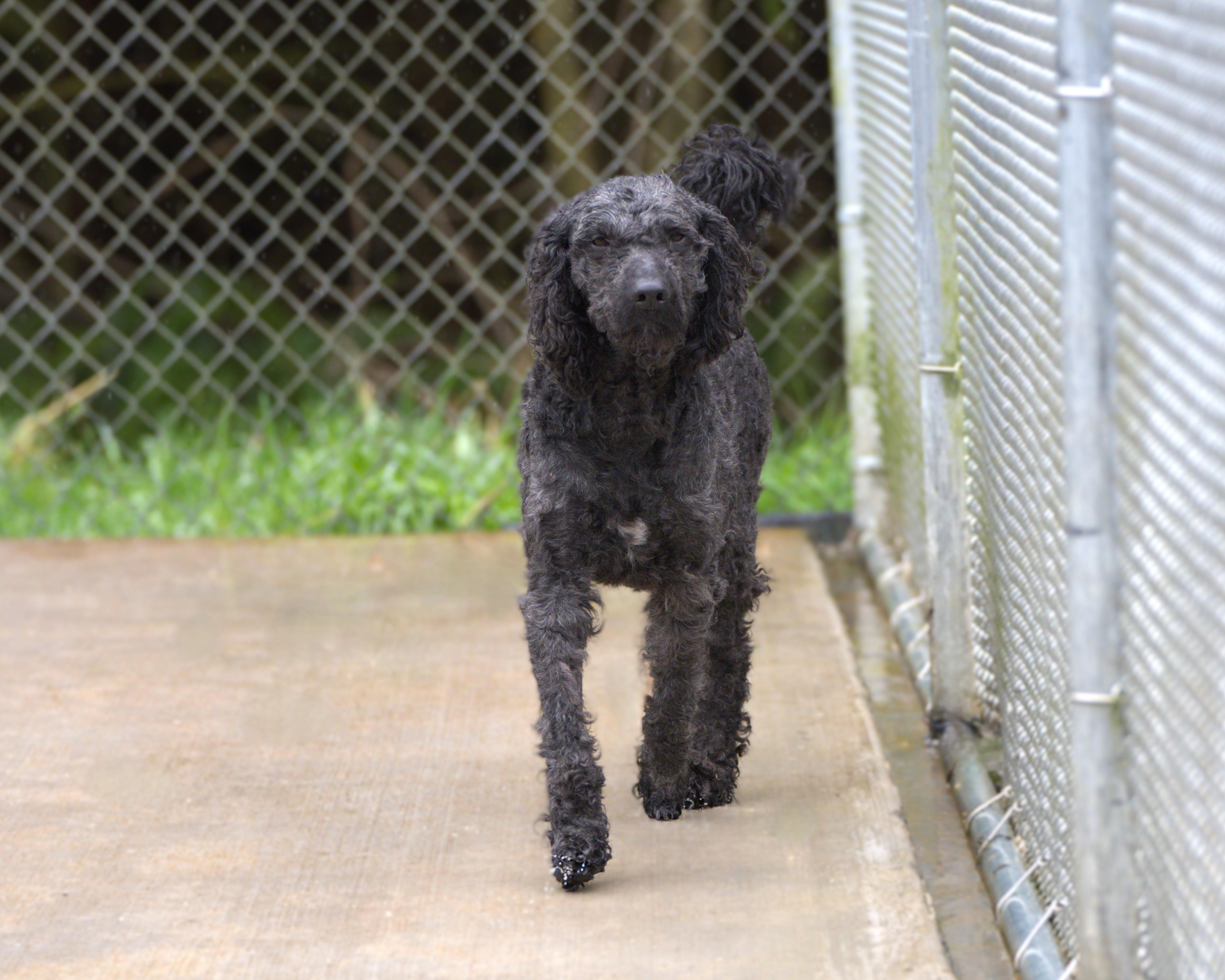 Enlarge Heart - Bonded Pair with Joey, a Adoptable Poodle in Hoquiam, WA image 3/6