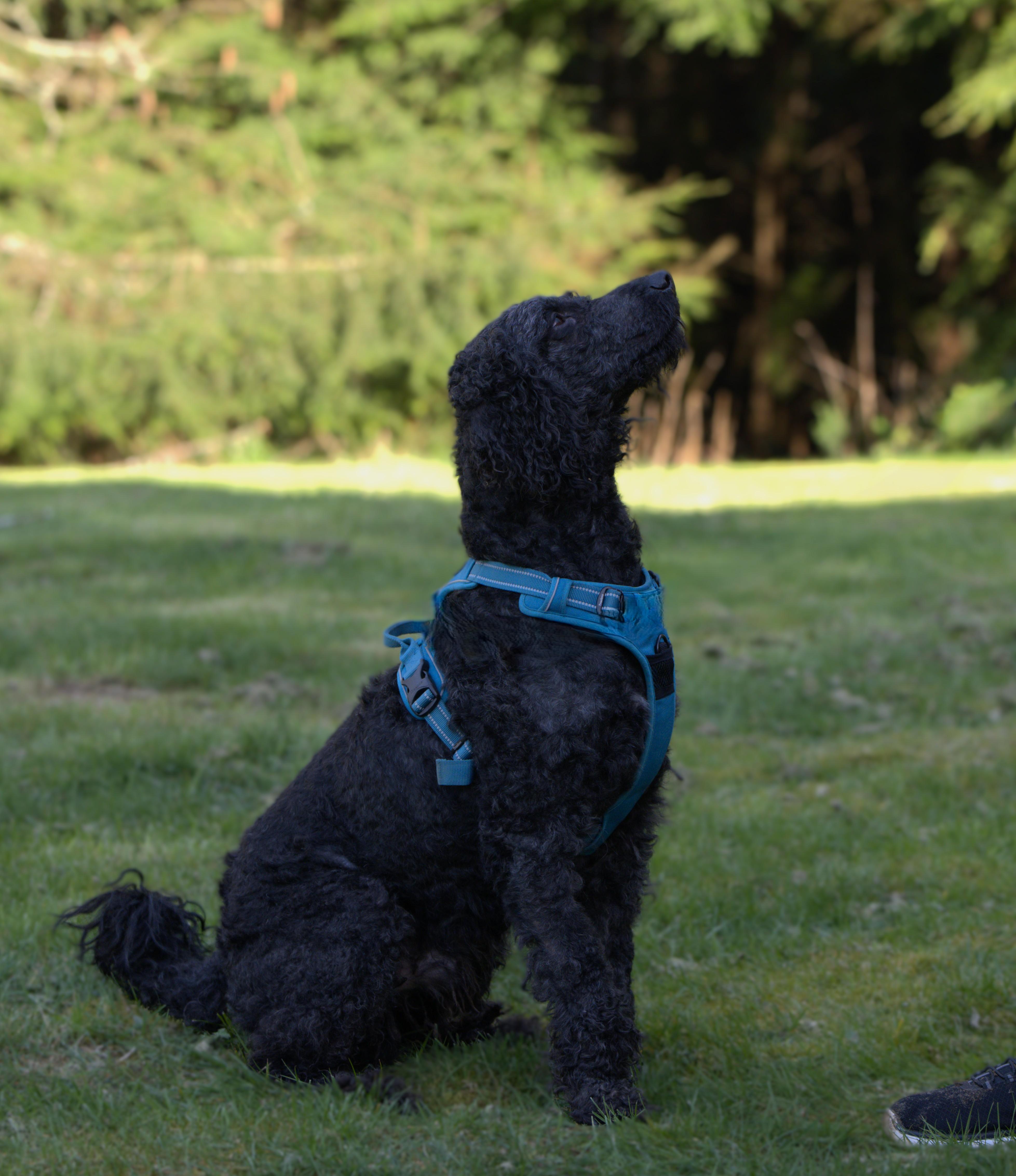 Enlarge Heart - Bonded Pair with Joey, a Adoptable Poodle in Hoquiam, WA image 5/6