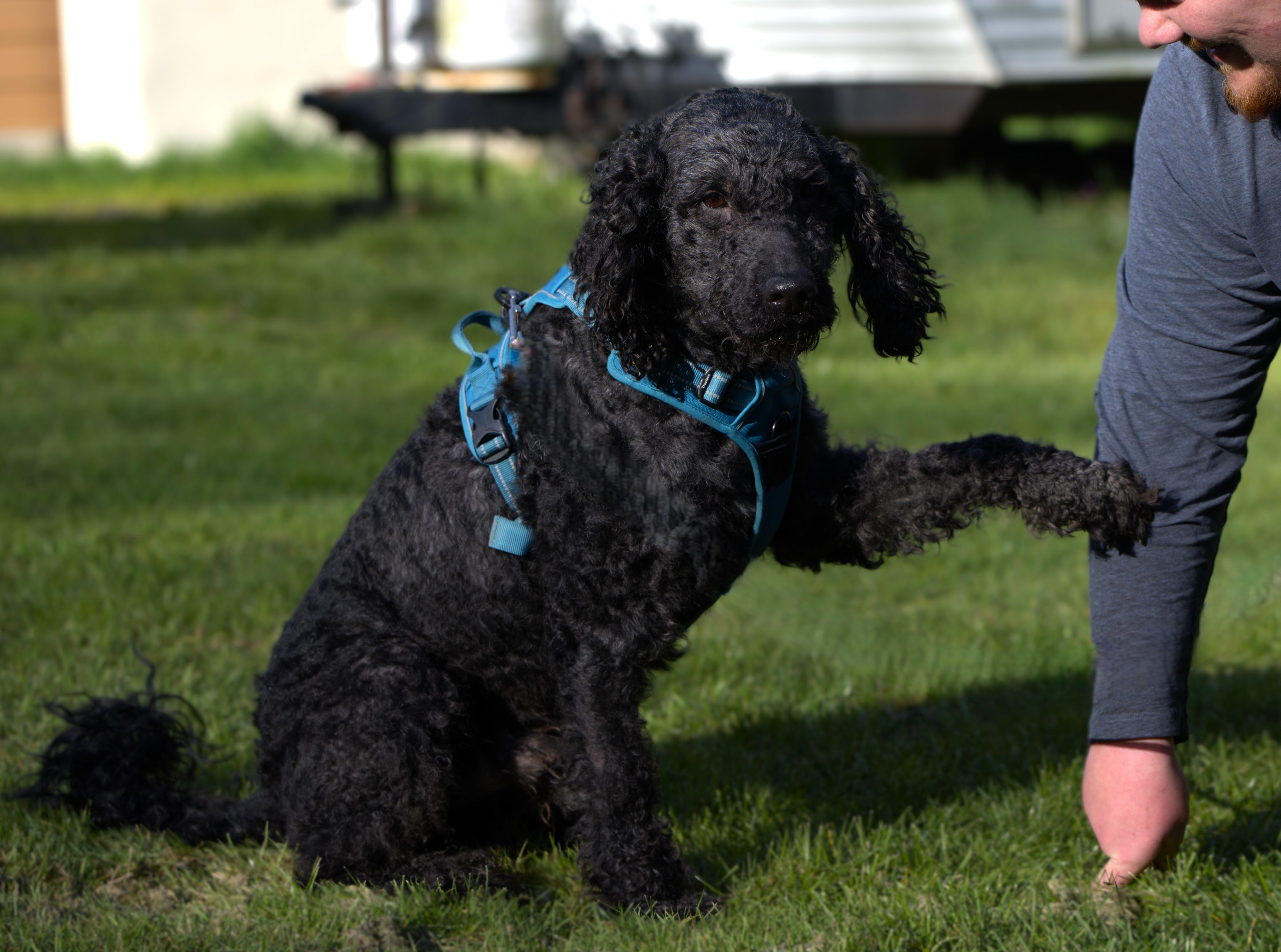 Enlarge Heart - Bonded Pair with Joey, a Adoptable Poodle in Hoquiam, WA image 6/6