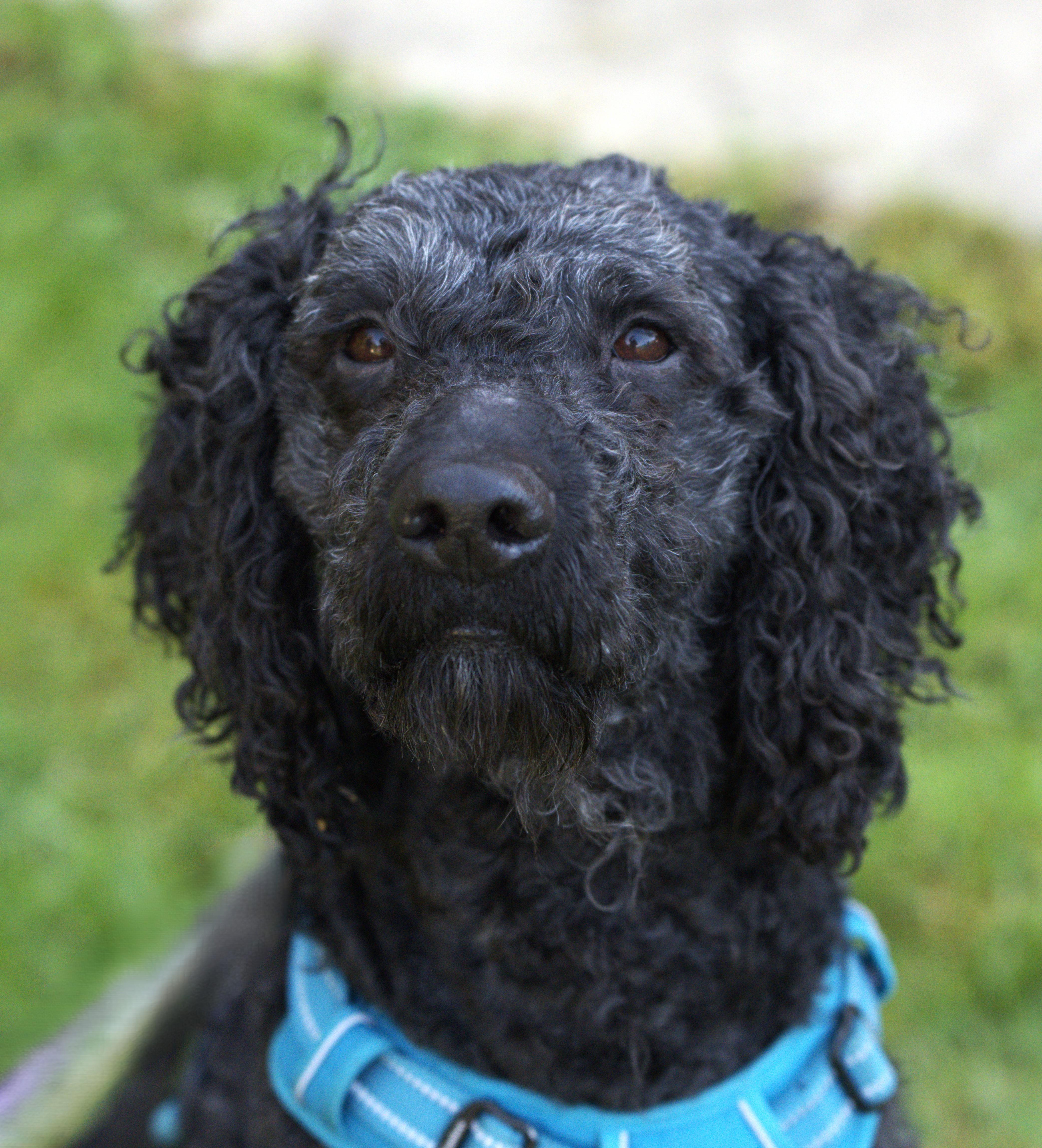 Heart - Bonded Pair with Joey, Adoptable, Adult Male Poodle.