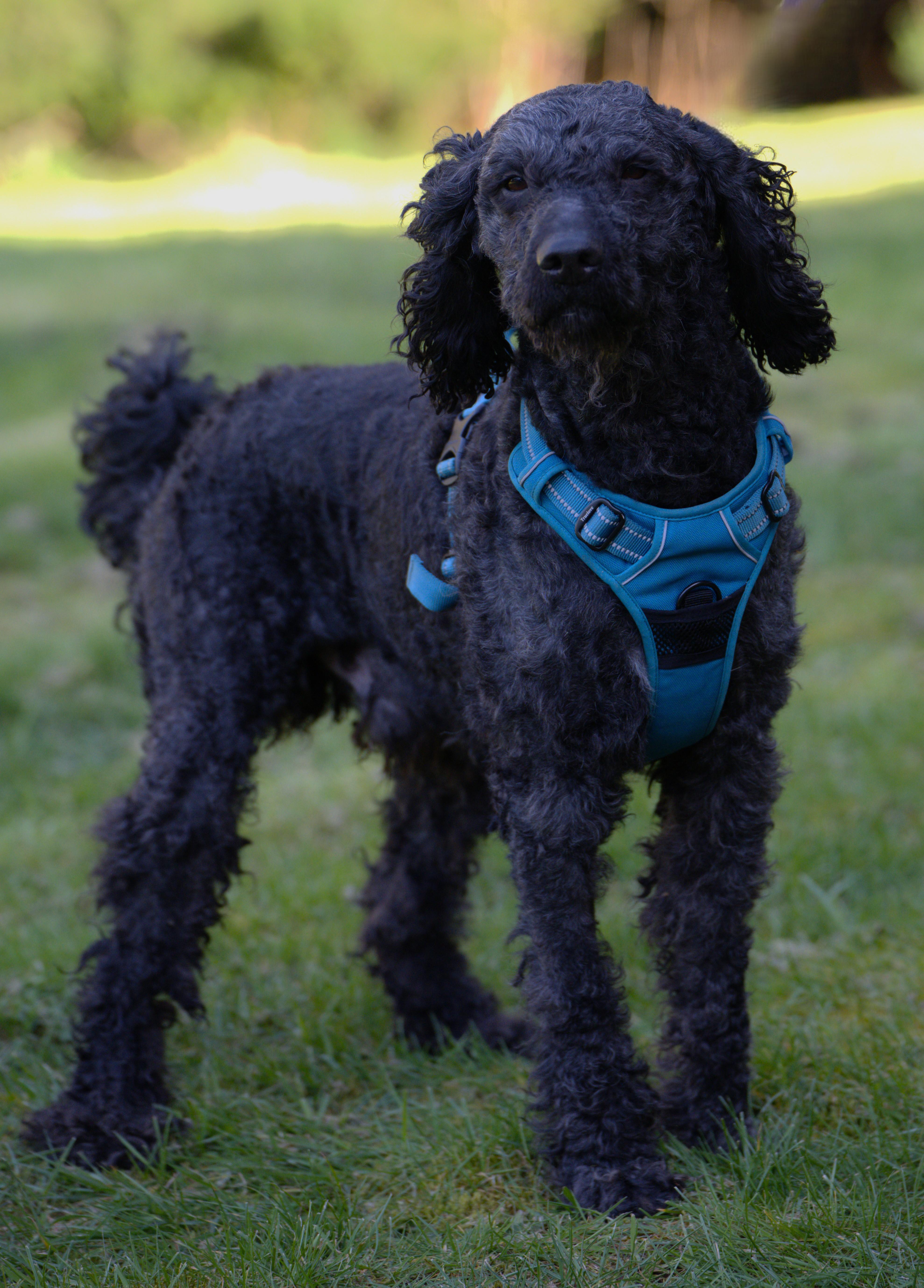 Enlarge Heart - Bonded Pair with Joey, a Adoptable Poodle in Hoquiam, WA image 4/6