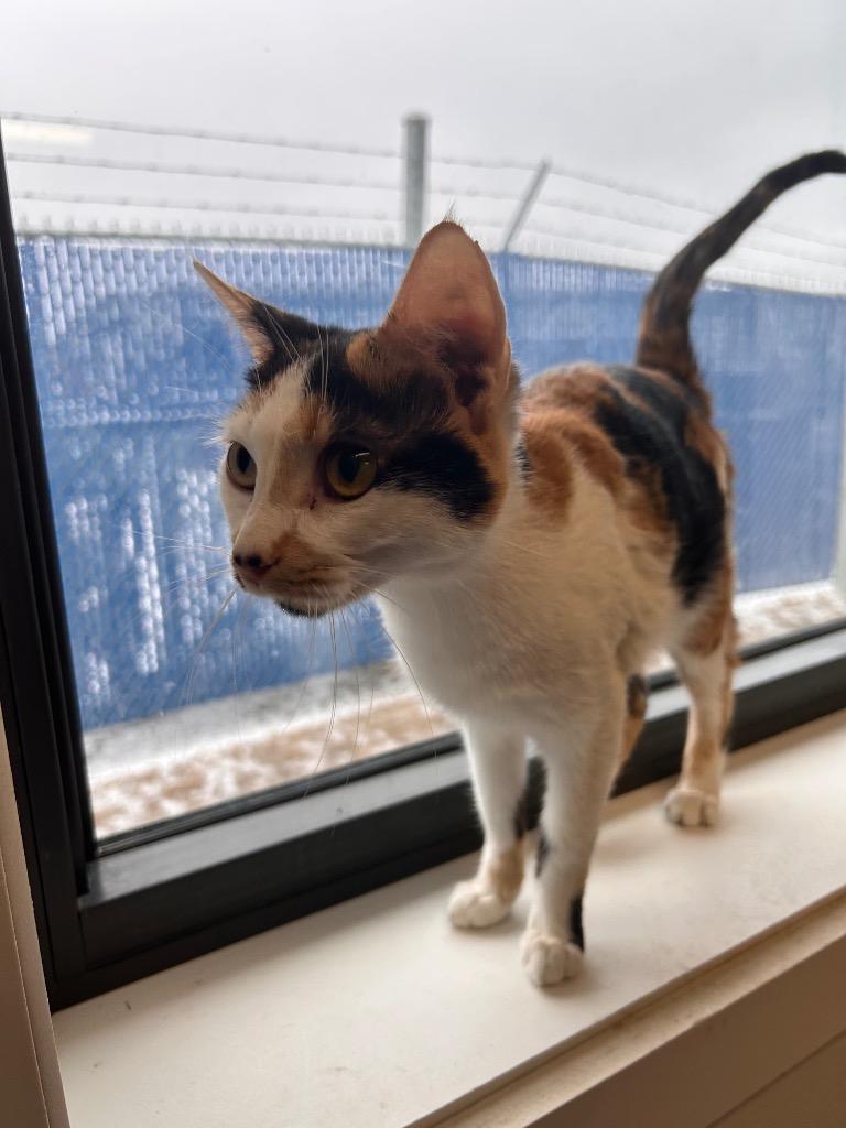 Enlarge Apricot, a Adoptable mixed breed in Minot, ND image 2/2