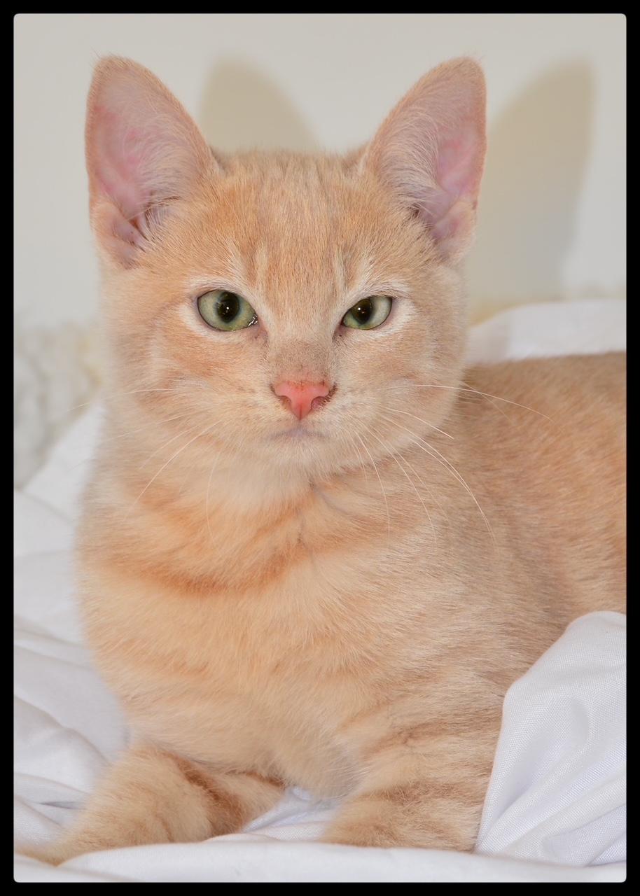 Sunny A061276, Adoptable, Kitten Male Domestic Short Hair.