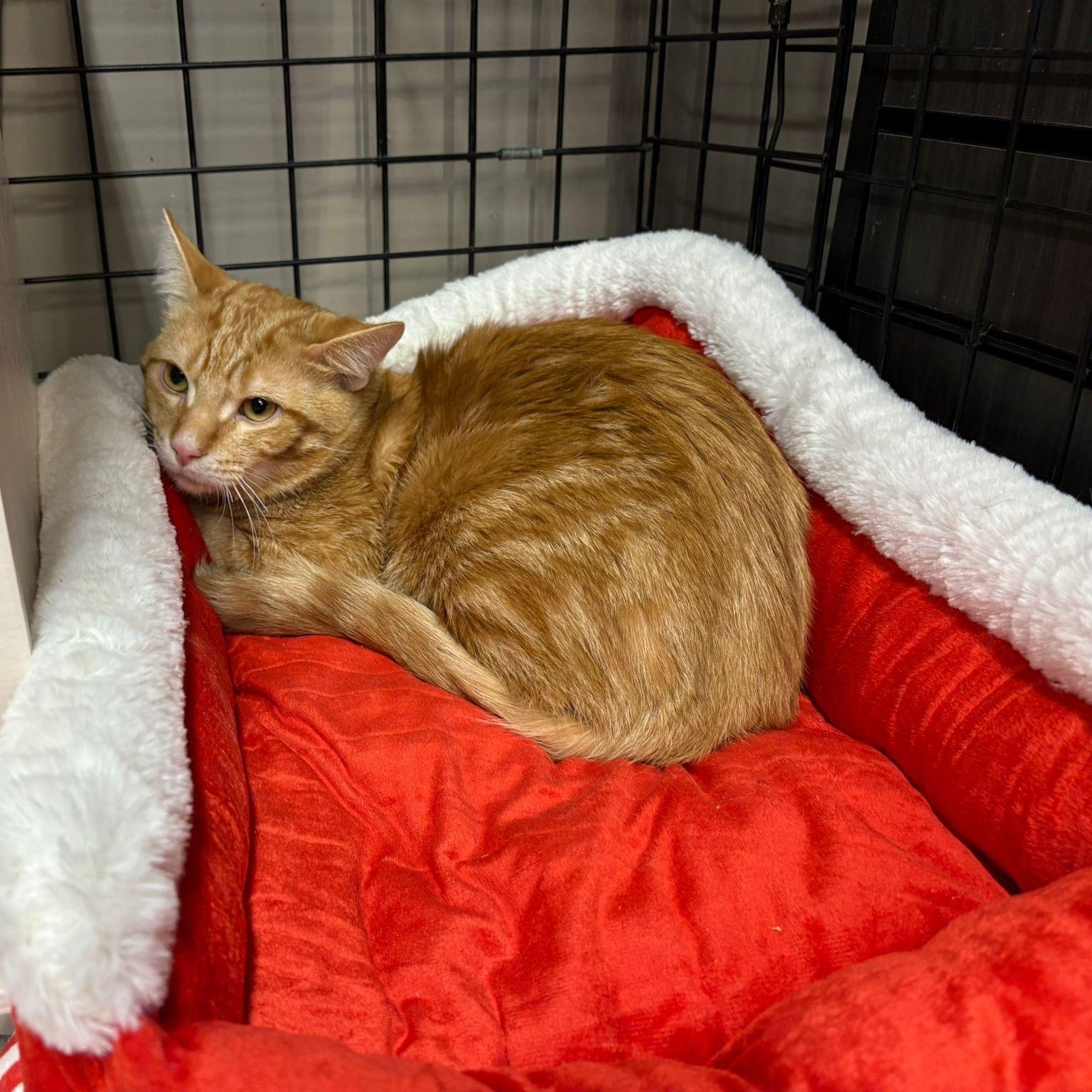 Enlarge Cheddar-Pet Valu Oakwoods, an adopted Domestic Short Hair in Mississauga, ON image 1/3