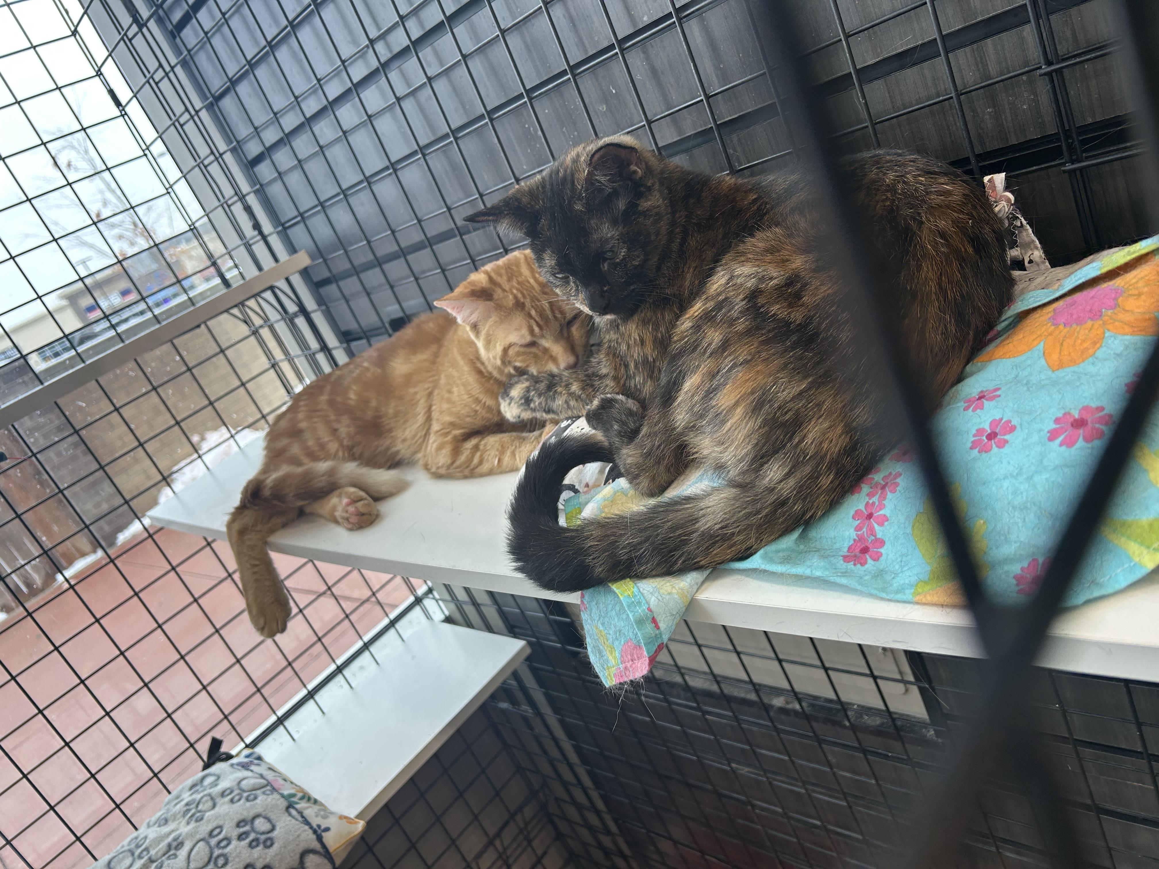 Enlarge Cheddar-Pet Valu Oakwoods, an adopted Domestic Short Hair in Mississauga, ON image 2/3