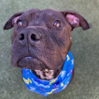 Enlarge Vino, a Adoptable mixed breed in Lewisville, TX image 1/3