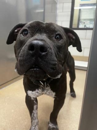 Vino, a Adoptable mixed breed in Lewisville, TX image 2/3