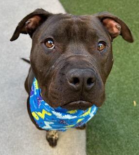 Enlarge Vino, a Adoptable mixed breed in Lewisville, TX image 2/3