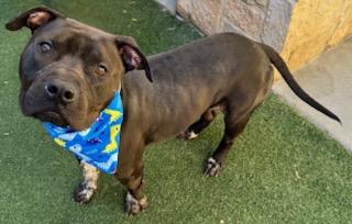 Enlarge Vino, a Adoptable mixed breed in Lewisville, TX image 3/3