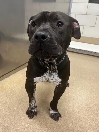 Vino, a Adoptable mixed breed in Lewisville, TX image 3/3