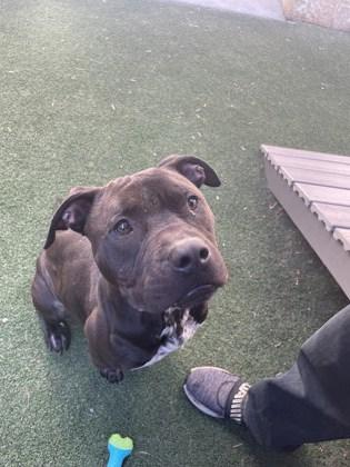 Enlarge Vino, a Adoptable mixed breed in Lewisville, TX image 2/3