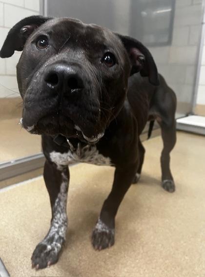 Enlarge Vino, a Adoptable mixed breed in Lewisville, TX image 3/3