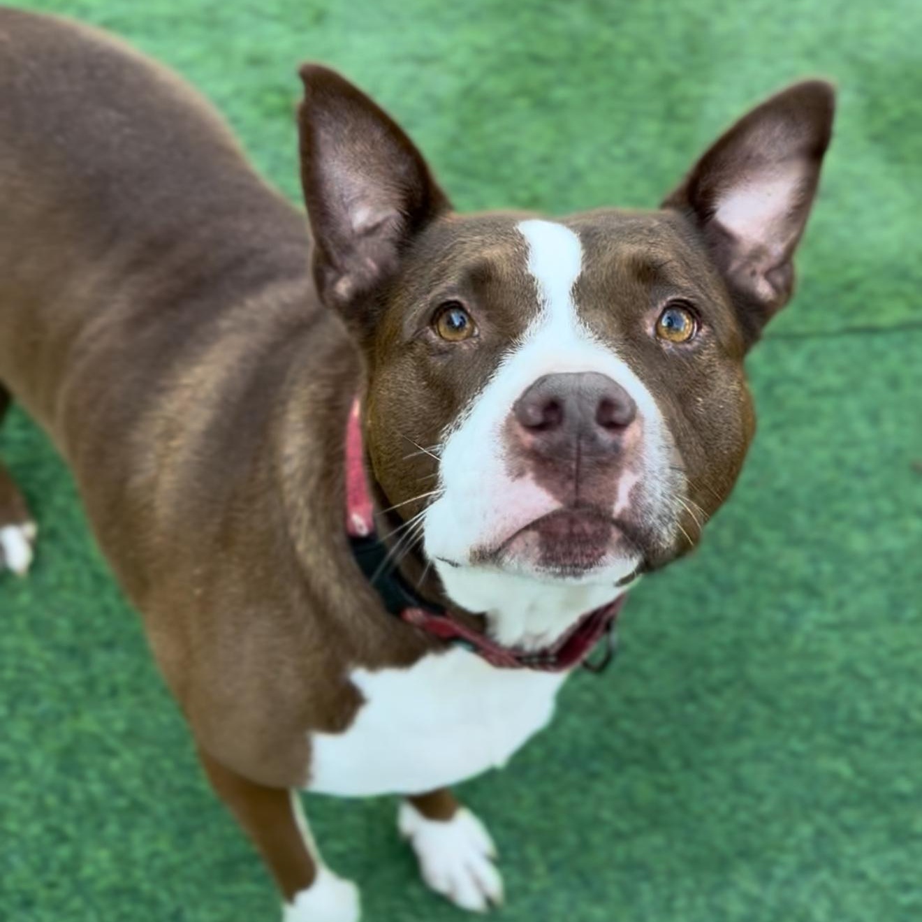 Enlarge Queen Bessie, a Adoptable mixed breed in Boston, MA image 2/5