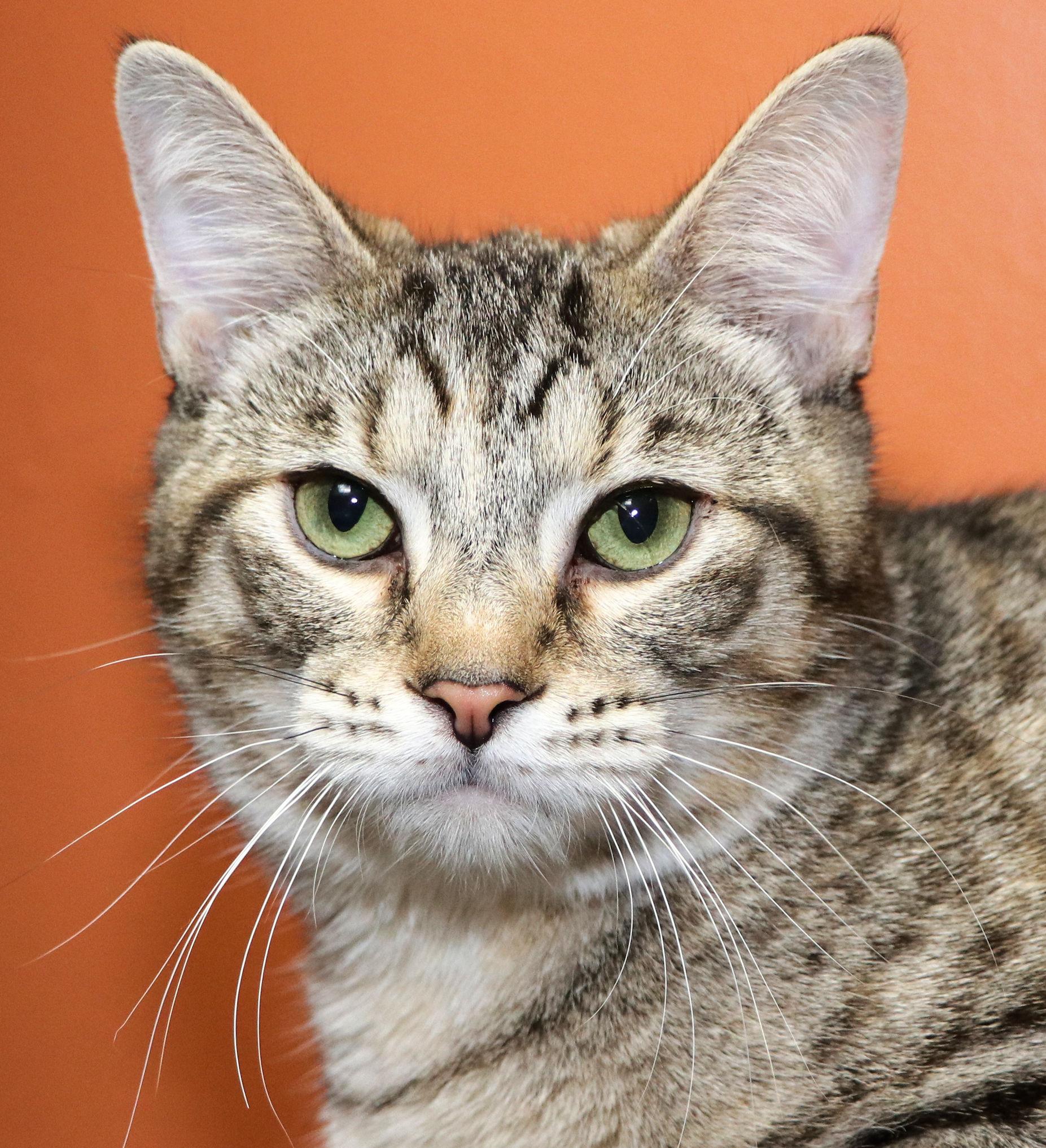 Enlarge Toffee, an adopted Domestic Short Hair in Cincinnati, OH image 1/1