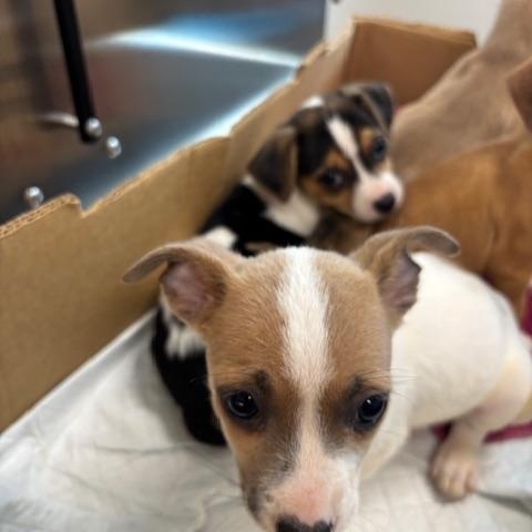 Hearts (The Deck Litter) — thumbnail 2