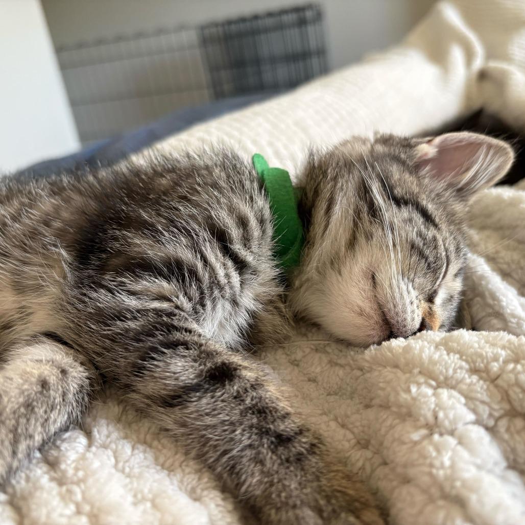 Samwise (Hobbits), Adoptable, Kitten Female Domestic Short Hair.