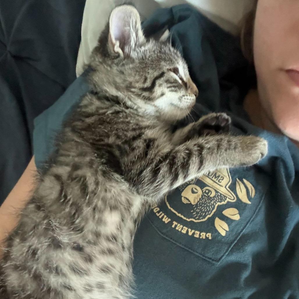 Samwise (Hobbits), a Adoptable Domestic Short Hair in Charlotte, NC image 2/6