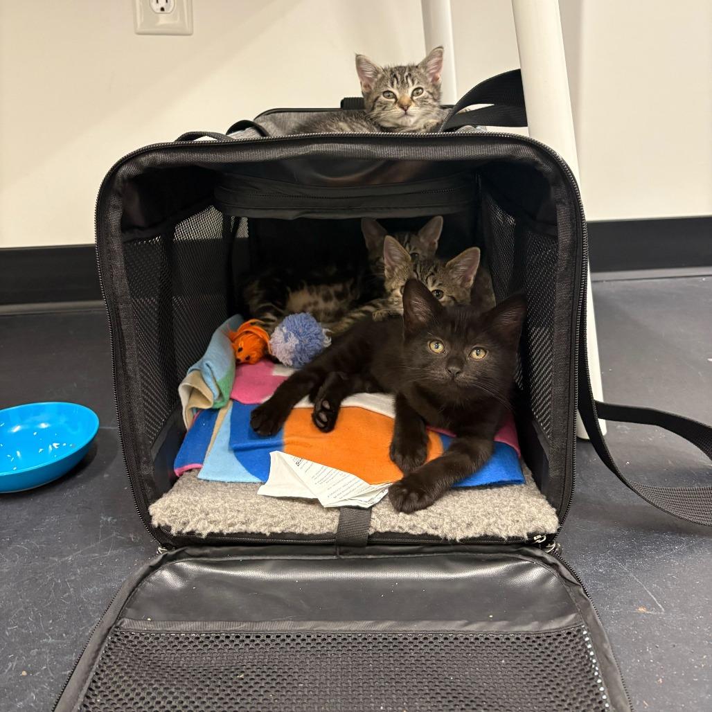 Samwise (Hobbits), a Adoptable Domestic Short Hair in Charlotte, NC image 5/6