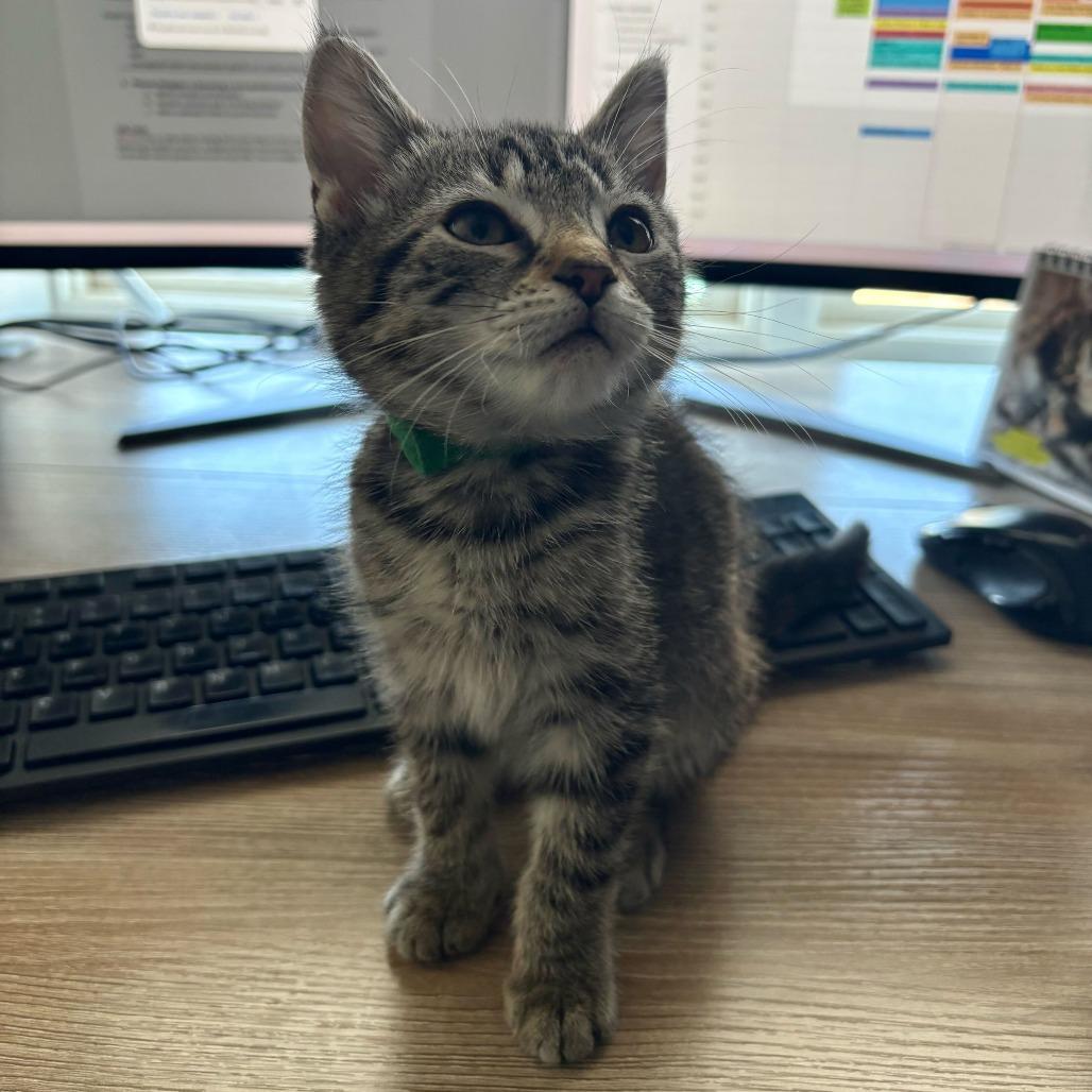 Samwise (Hobbits), a Adoptable Domestic Short Hair in Charlotte, NC image 6/6