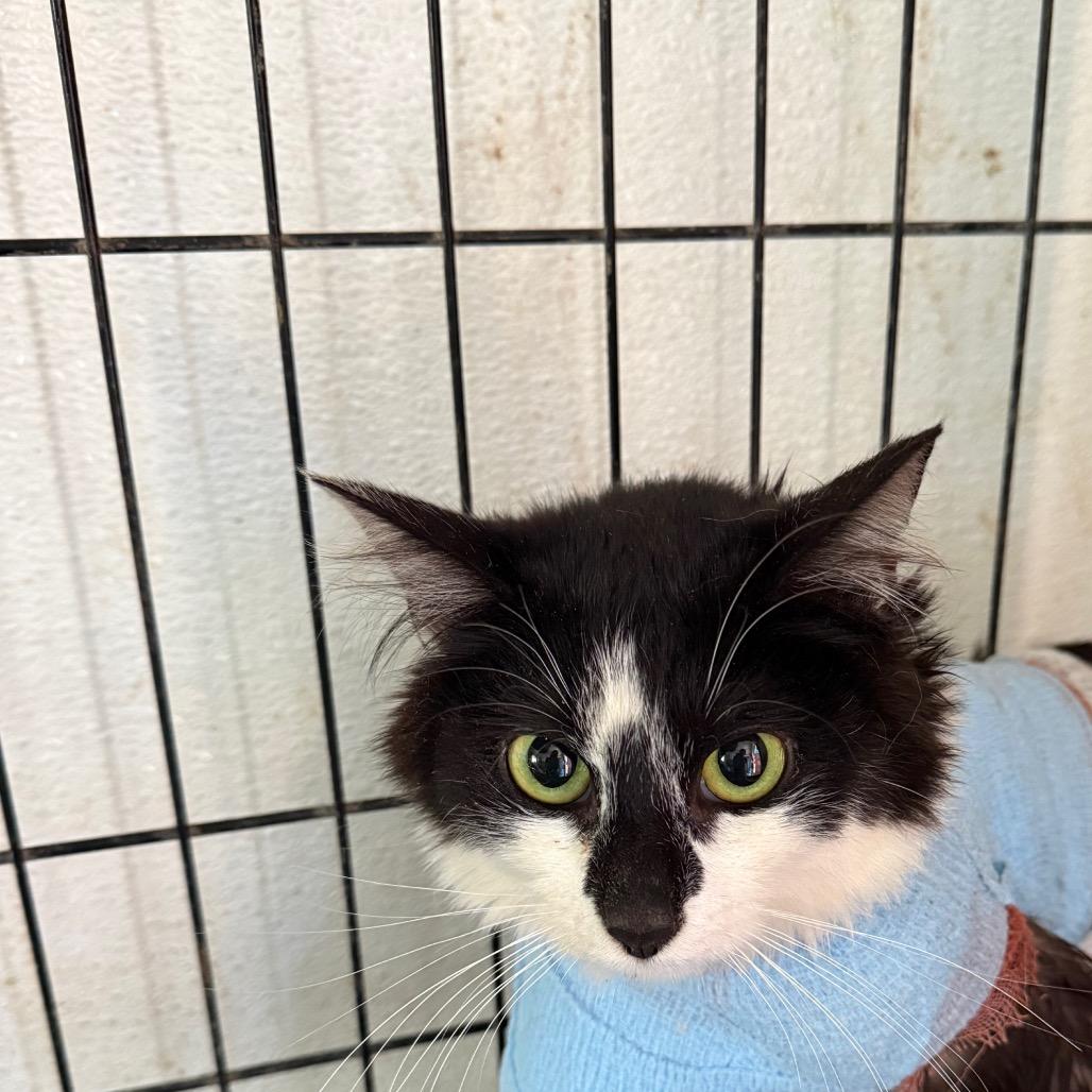 Guava, Adoptable, Young Female Domestic Short Hair.