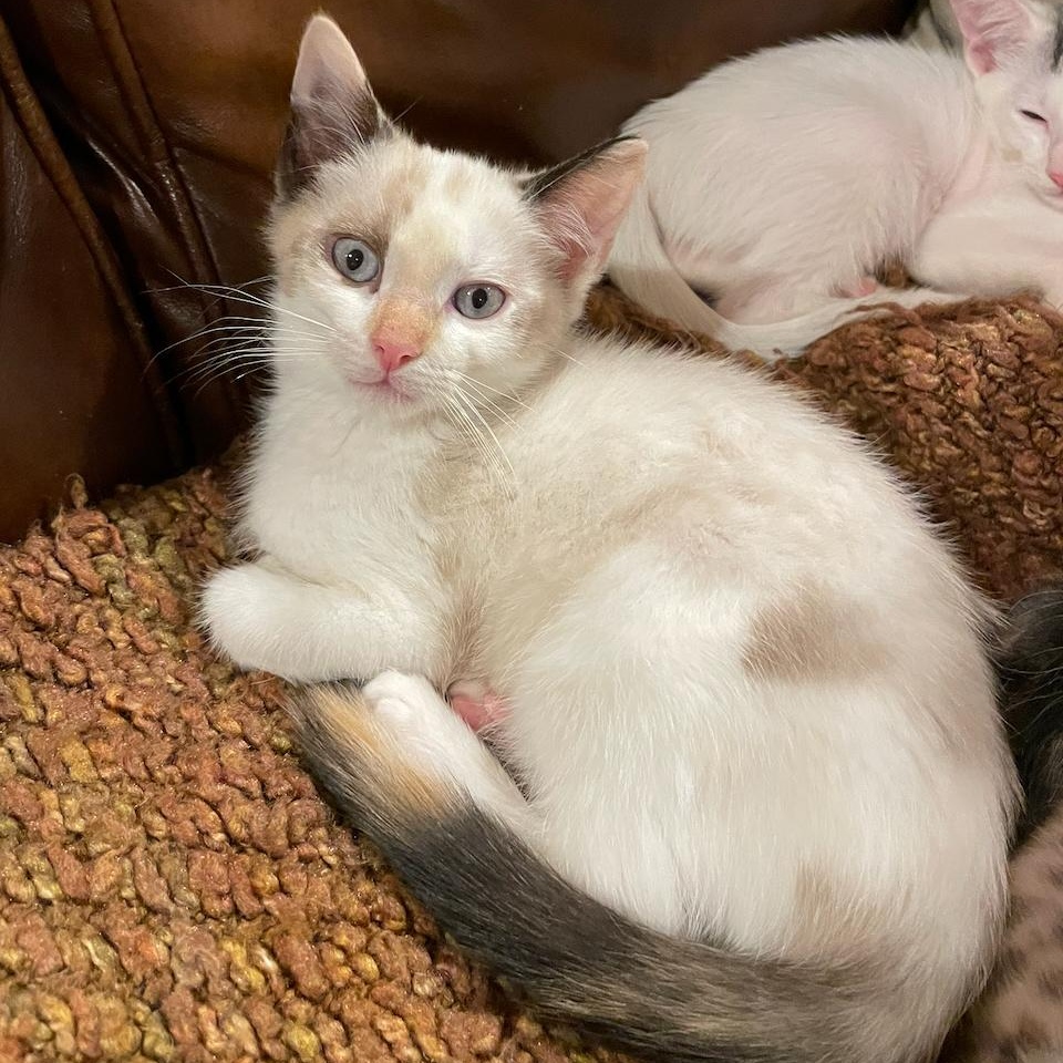 Enlarge Meowth (F), a Adoptable mixed breed in East Brunswick, NJ image 2/3