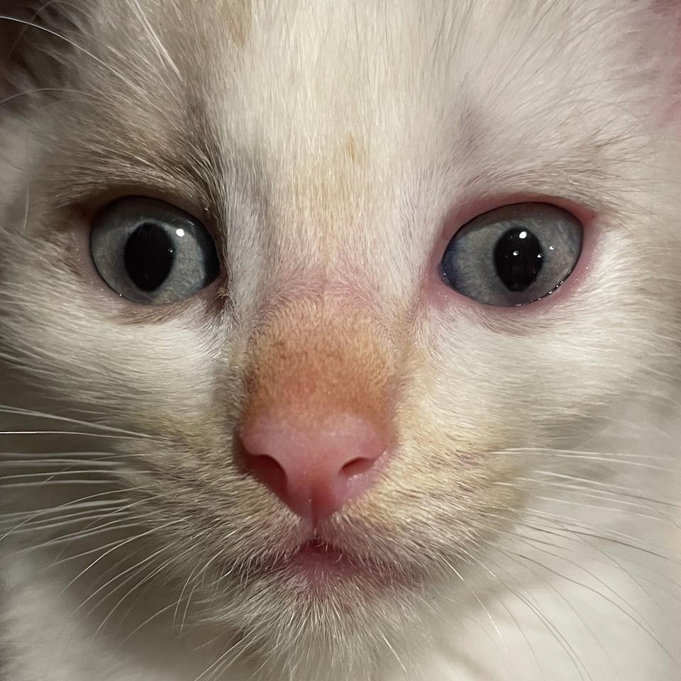 Enlarge Meowth (F), a Adoptable mixed breed in East Brunswick, NJ image 3/3