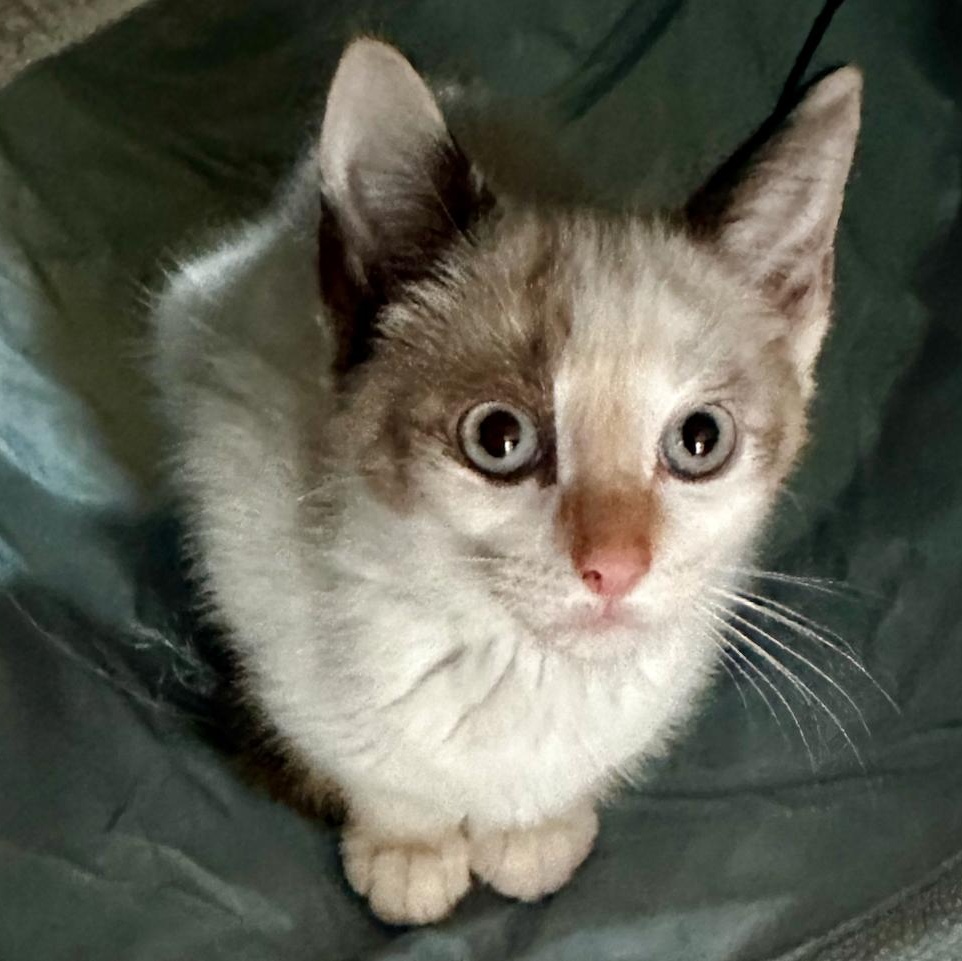 Enlarge Meowth (F), a Adoptable mixed breed in East Brunswick, NJ image 1/3