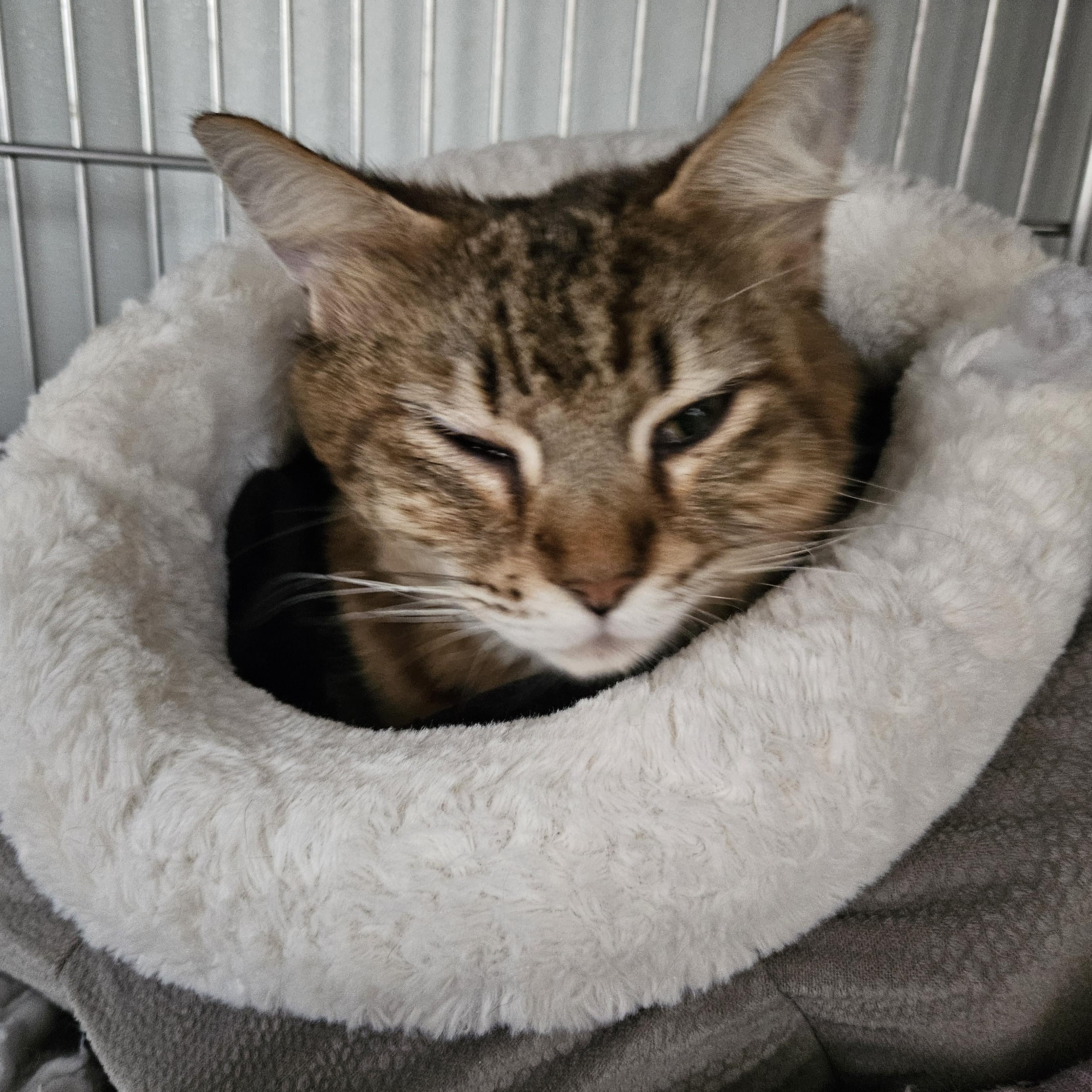 Enlarge Gem, a ADOPTABLE mixed breed in The Dalles, OR image 3/3