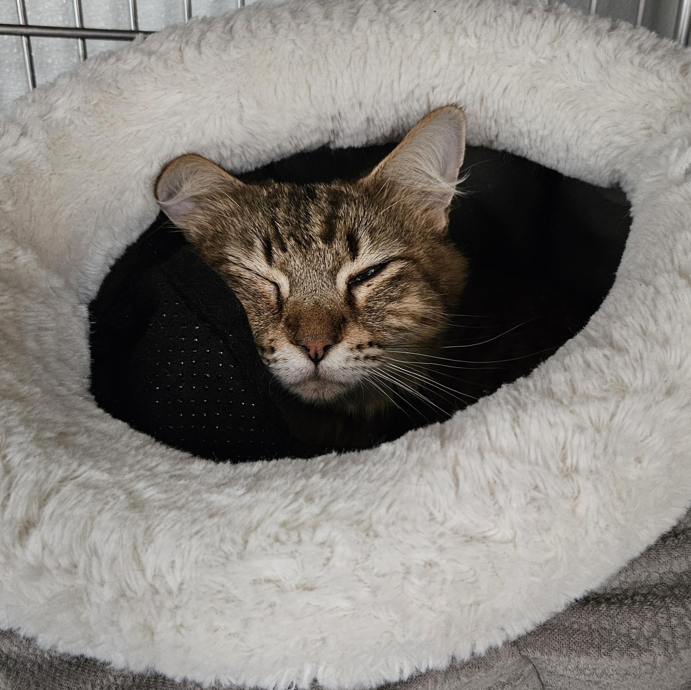 Enlarge Gem, a ADOPTABLE mixed breed in The Dalles, OR image 1/3