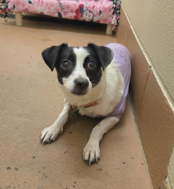 Izzy, Adoptable, Young Female Jack Russell Terrier & Mixed Breed.