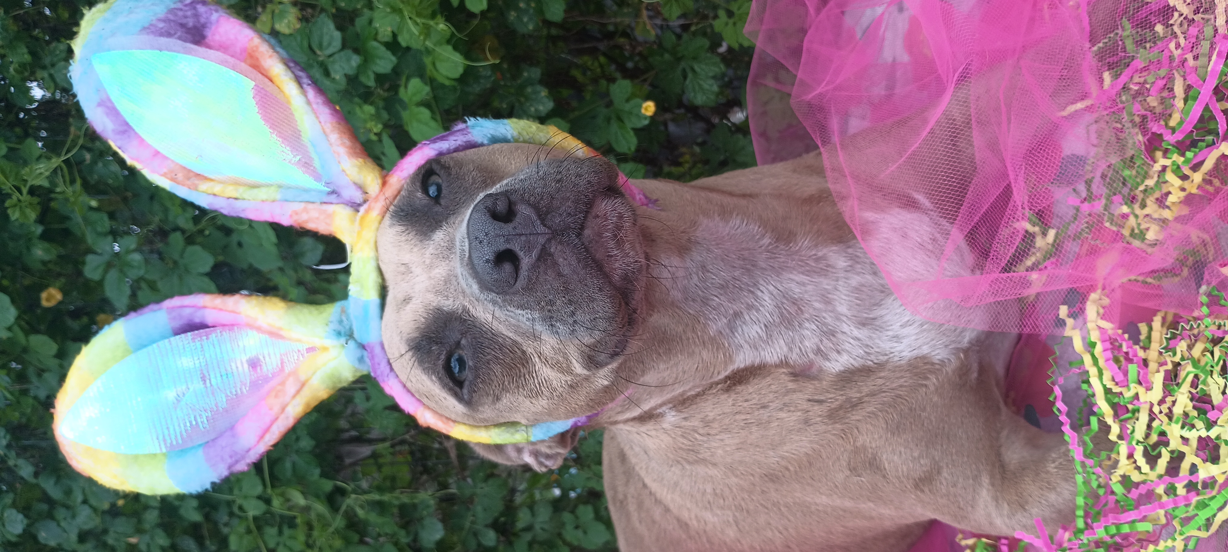 Enlarge Coco and Hailey, a Adoptable mixed breed in Boca Raton, FL image 9/10