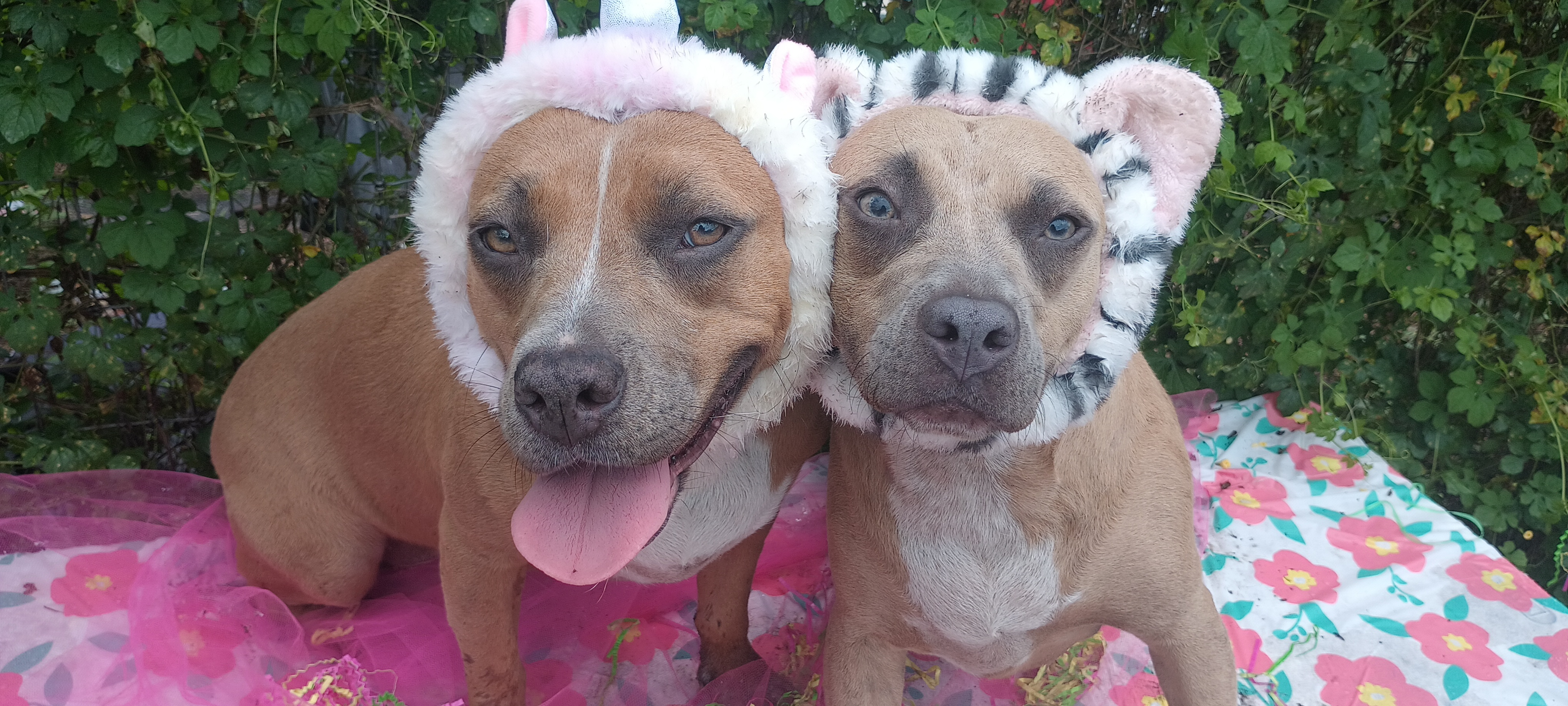 Enlarge Coco and Hailey, a Adoptable mixed breed in Boca Raton, FL image 1/10