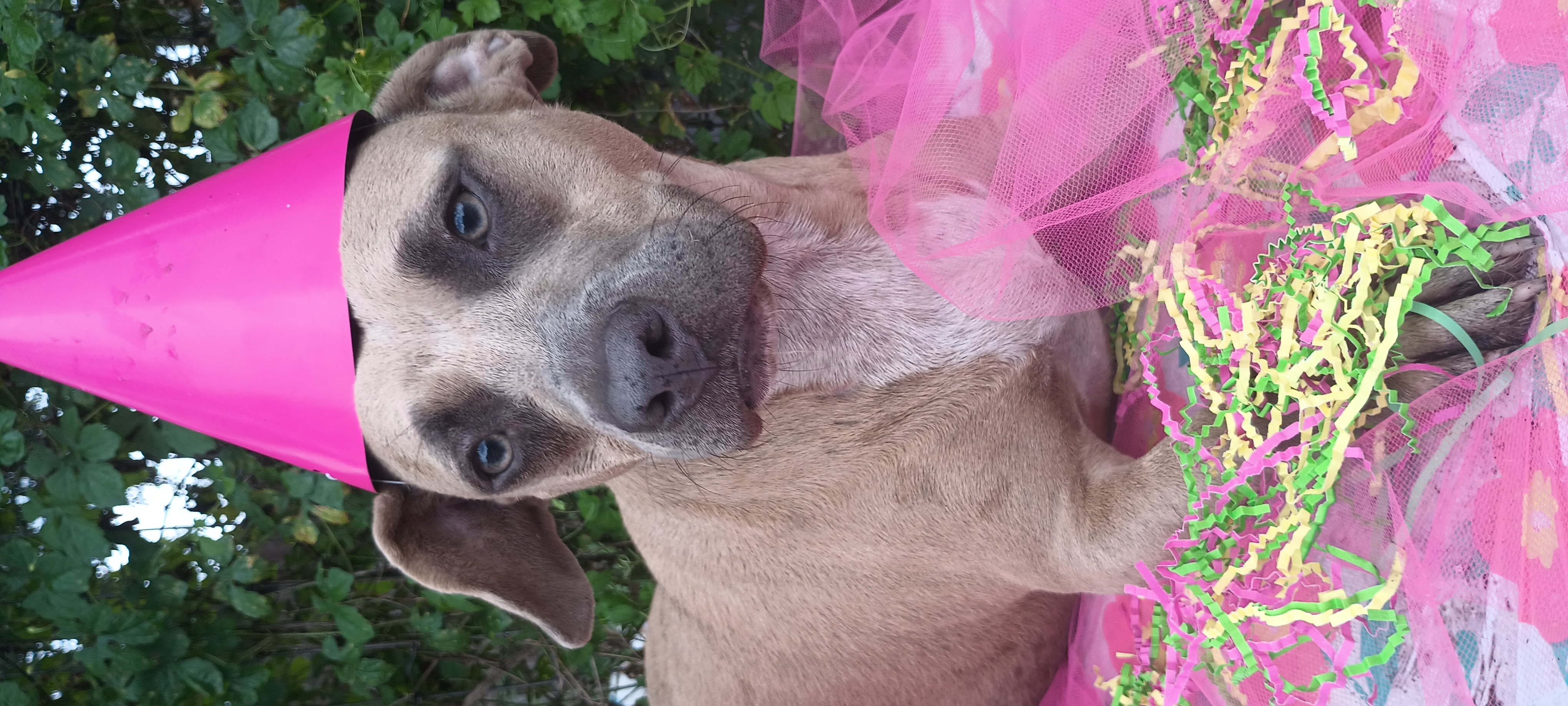 Enlarge Coco and Hailey, a Adoptable mixed breed in Boca Raton, FL image 2/10
