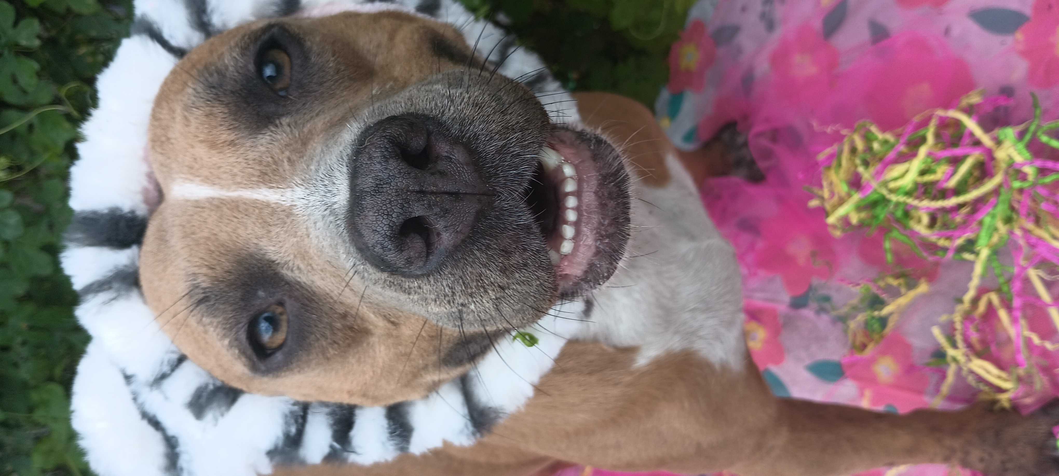 Enlarge Coco and Hailey, a Adoptable mixed breed in Boca Raton, FL image 10/10