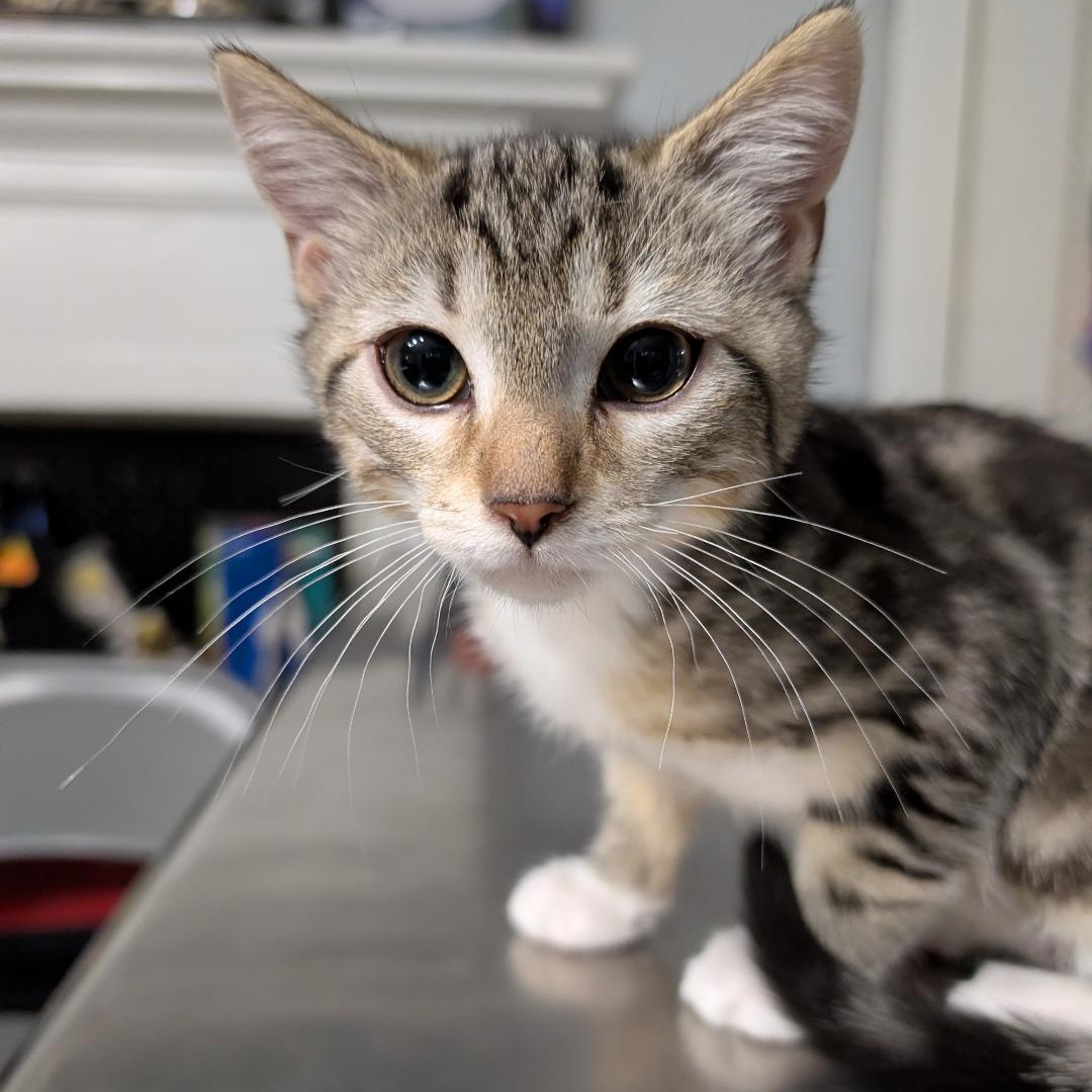 Pax, ADOPTABLE, Kitten Male Domestic Short Hair.