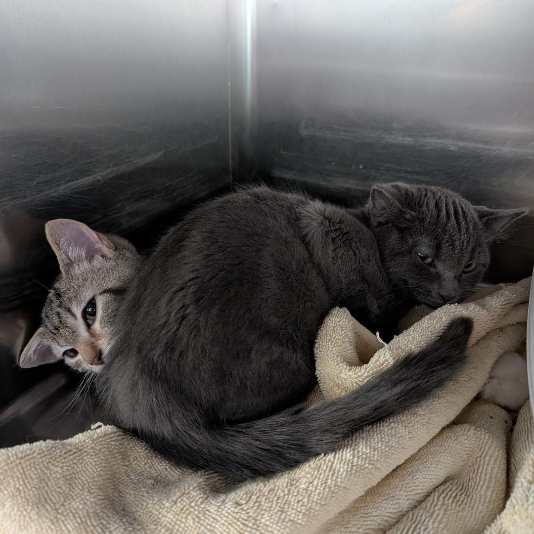 Pax, a ADOPTABLE Domestic Short Hair in Reisterstown, MD image 3/4