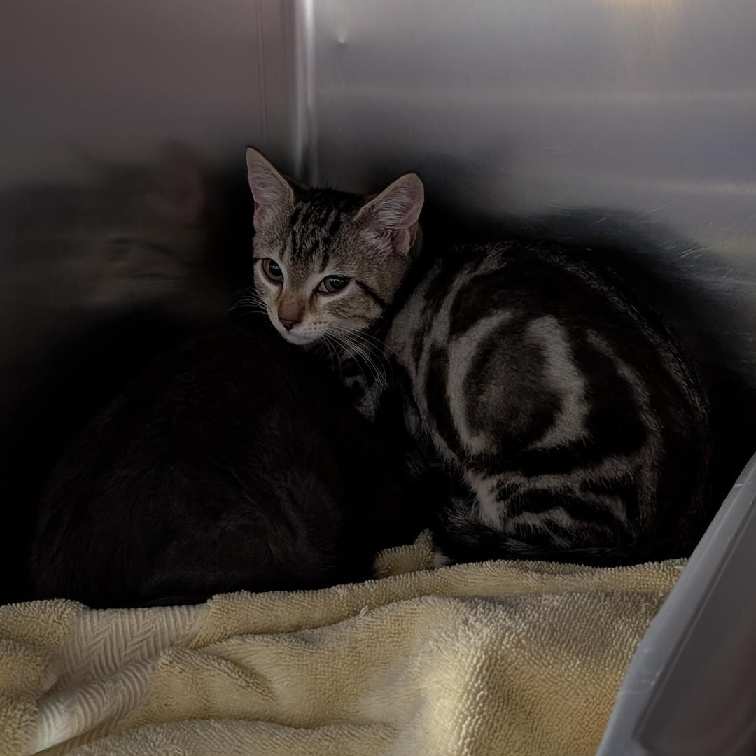 Pax, a ADOPTABLE Domestic Short Hair in Reisterstown, MD image 2/4