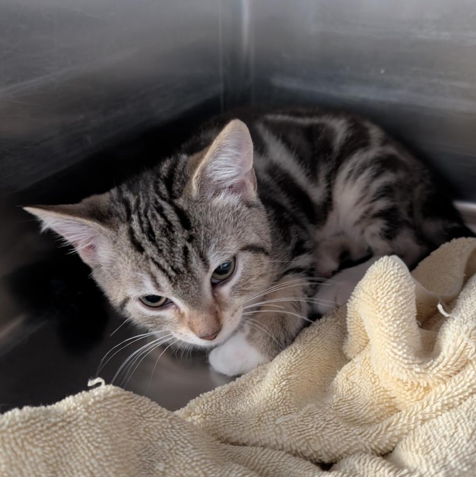 Pax, a ADOPTABLE Domestic Short Hair in Reisterstown, MD image 4/4