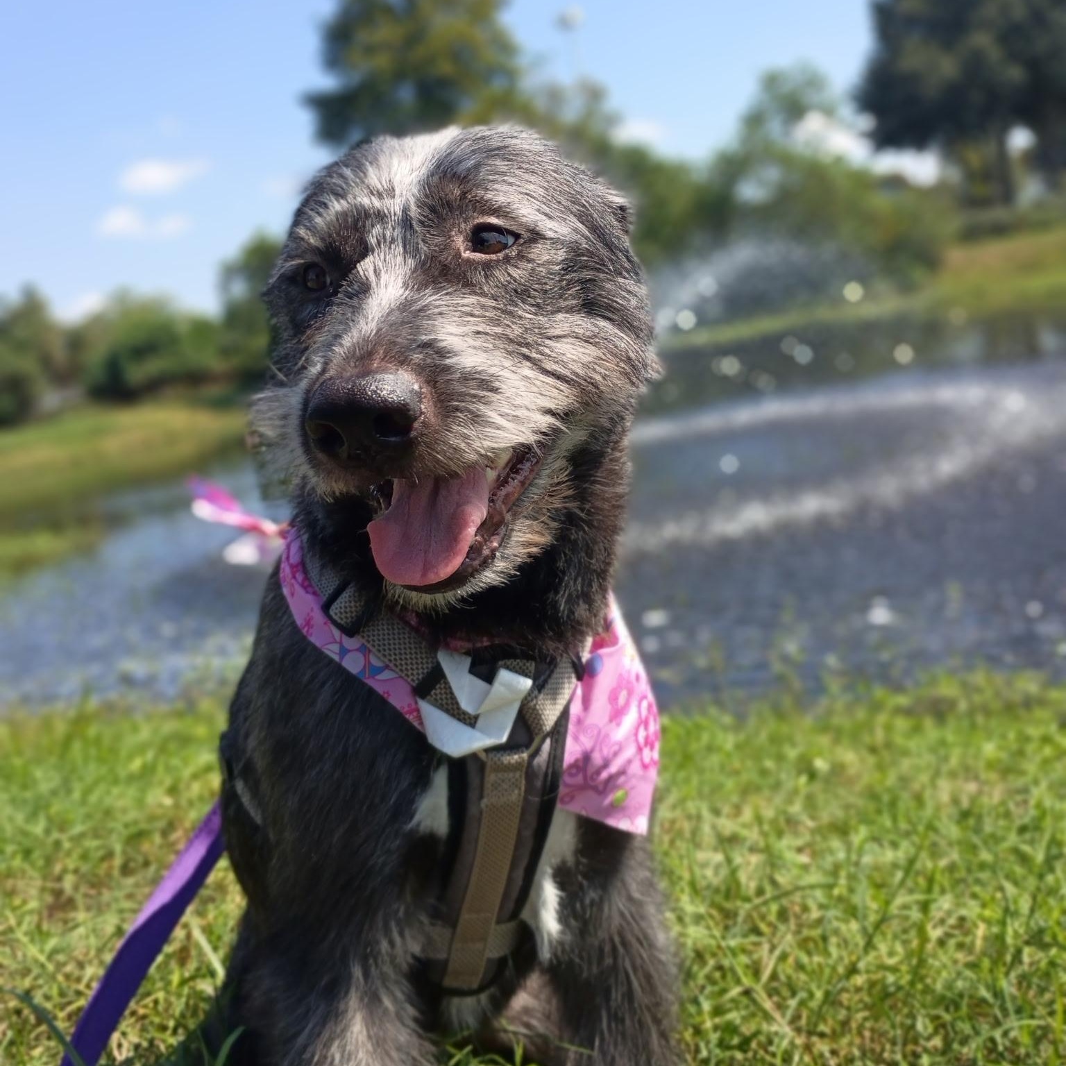 Enlarge Aggie, a Adoptable mixed breed in Davenport, IA image 2/6