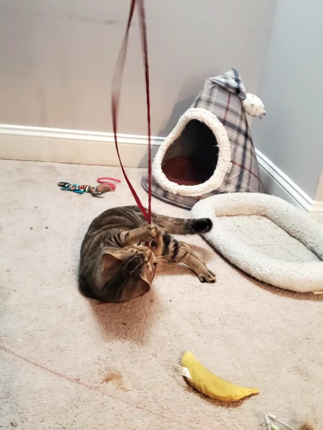 Enlarge Albert, a Adoptable mixed breed in Bel Air, MD image 2/6