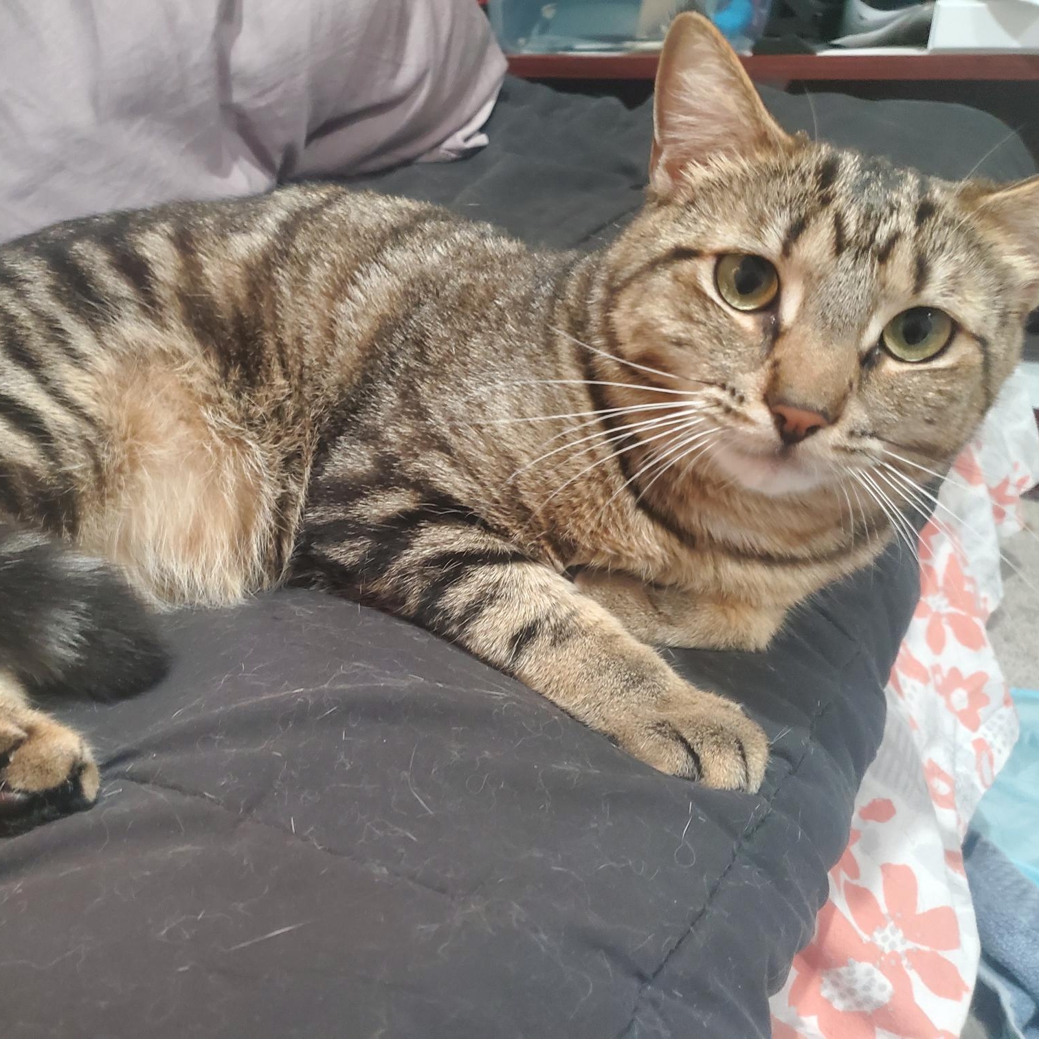 Enlarge Albert, a Adoptable mixed breed in Bel Air, MD image 1/6