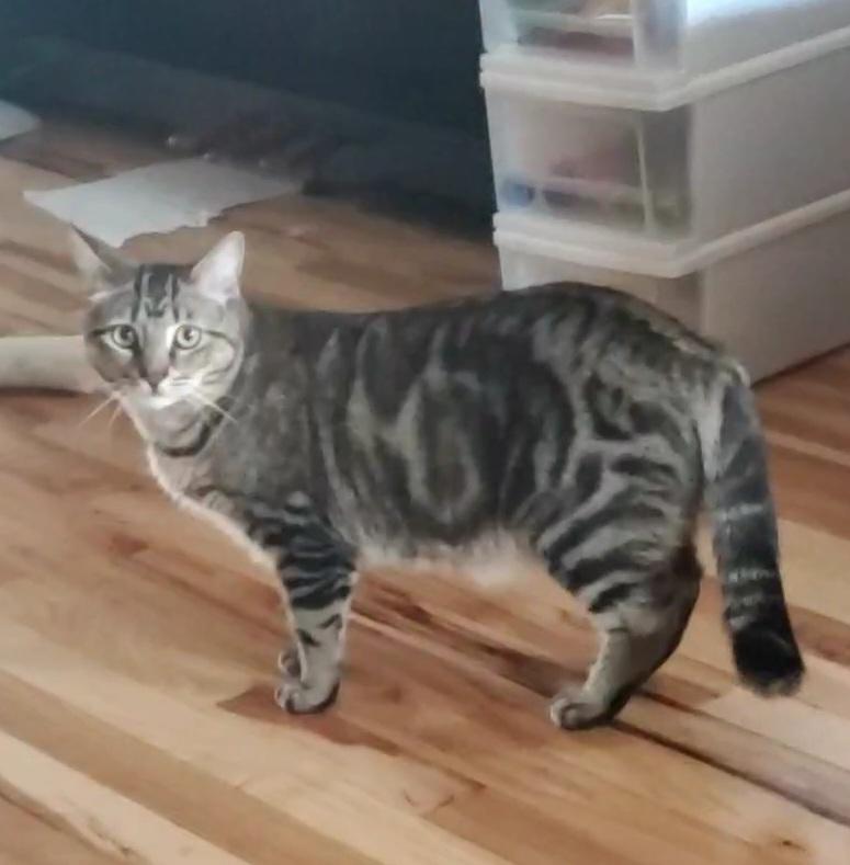 Enlarge Albert, a Adoptable mixed breed in Bel Air, MD image 4/6